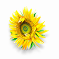 Flores de primavera