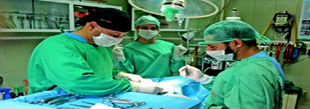 VETERINARIOS 24 HORAS EN MADRID veterinarios 24 horas en madrid: