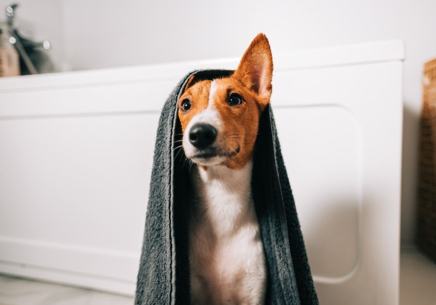 Peluquer A Canina En Cubelles Cari O Y Destrezas