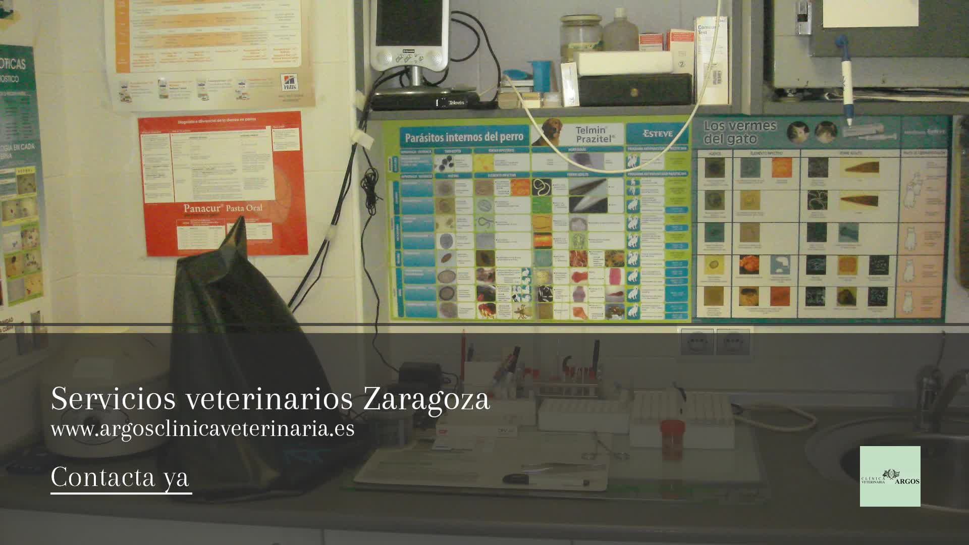 Servicios Veterinarios En Zaragoza Argos