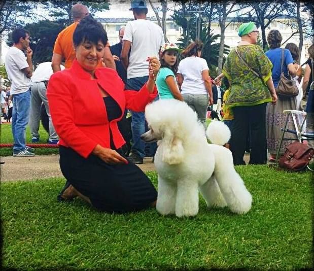 Peluquer A Canina En Caldes De Montbui Ca La Ruth Grooming