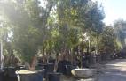 Árboles: Plantas y complementos de Viveros Cidoncha Árboles: Plantas y complementos de Viveros Cidoncha