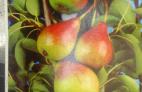 Frutales: Plantas y complementos de Viveros Cidoncha Frutales: Plantas y complementos de Viveros Cidoncha