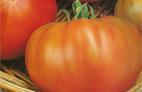 Hortícolas y aromáticas: Plantas y complementos de Viveros Cidoncha Hortícolas y aromáticas: Plantas y complementos de Viveros Cidoncha