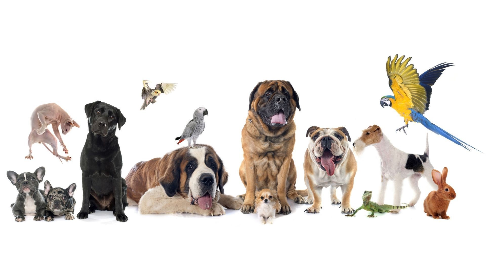 clinica veterinaria clinica veterinaria