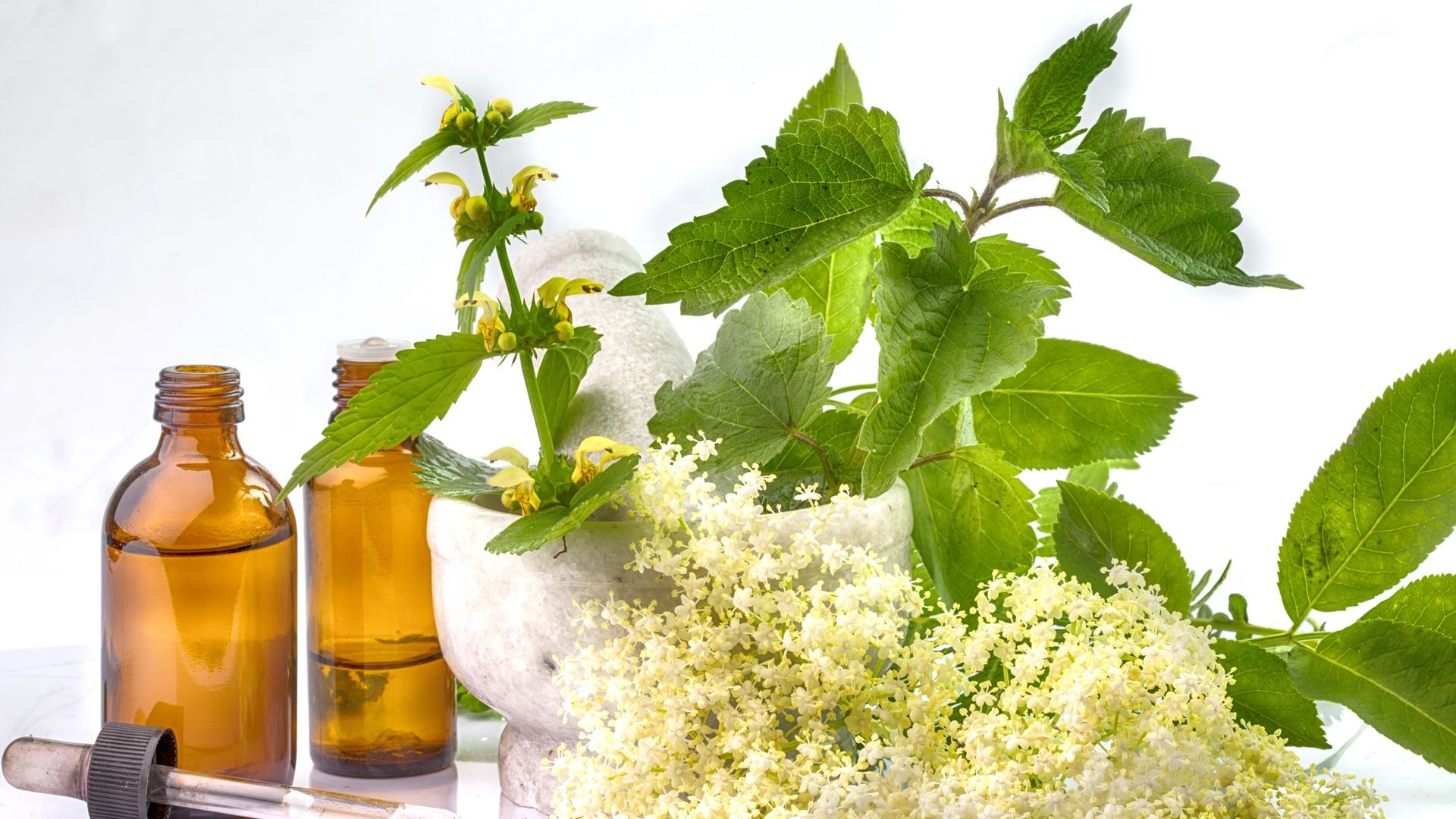 Plantas medicinales Plantas medicinales
