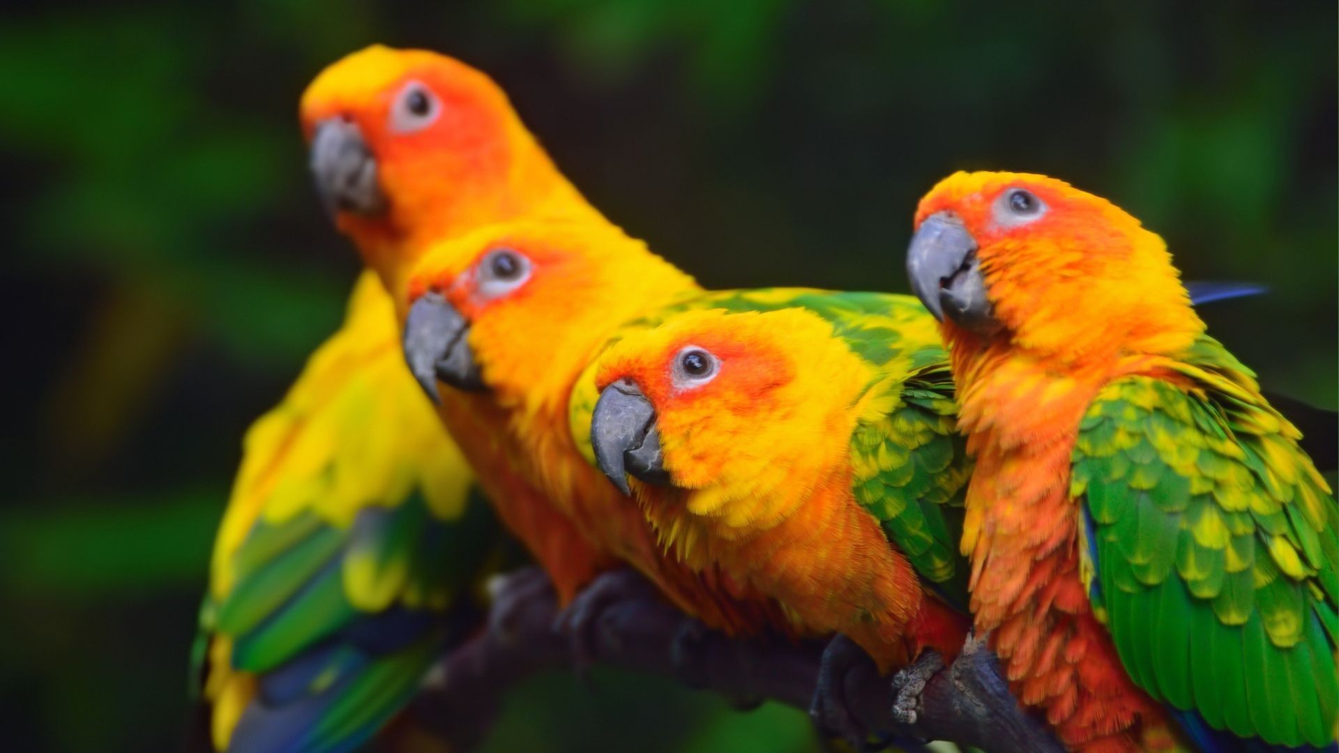 Reptiles, pequeños roedores, peces y aves Reptiles, pequeños roedores, peces y aves