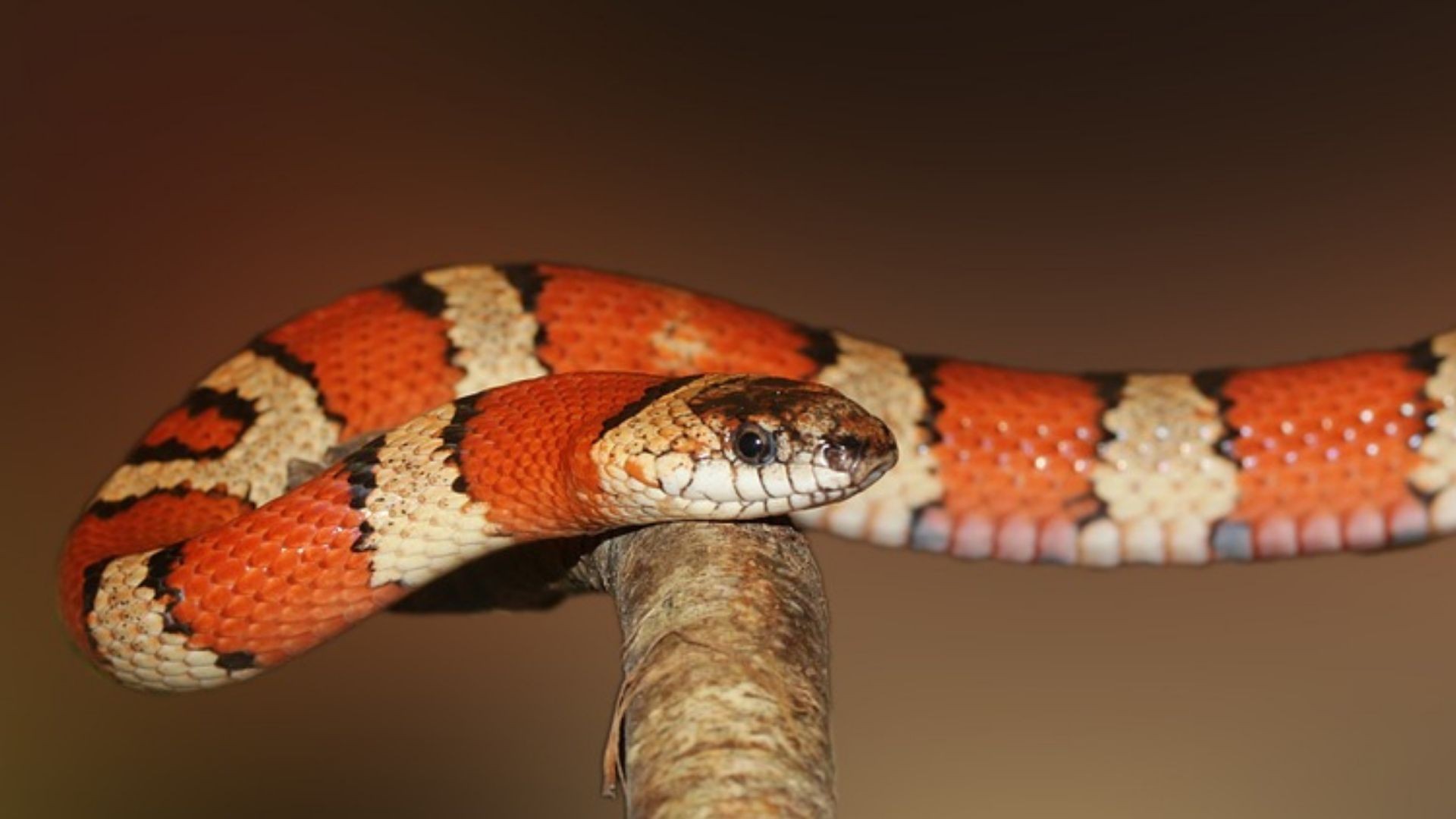 Alimento vivo para reptiles Baix Llobregat Alimento vivo para reptiles Baix Llobregat