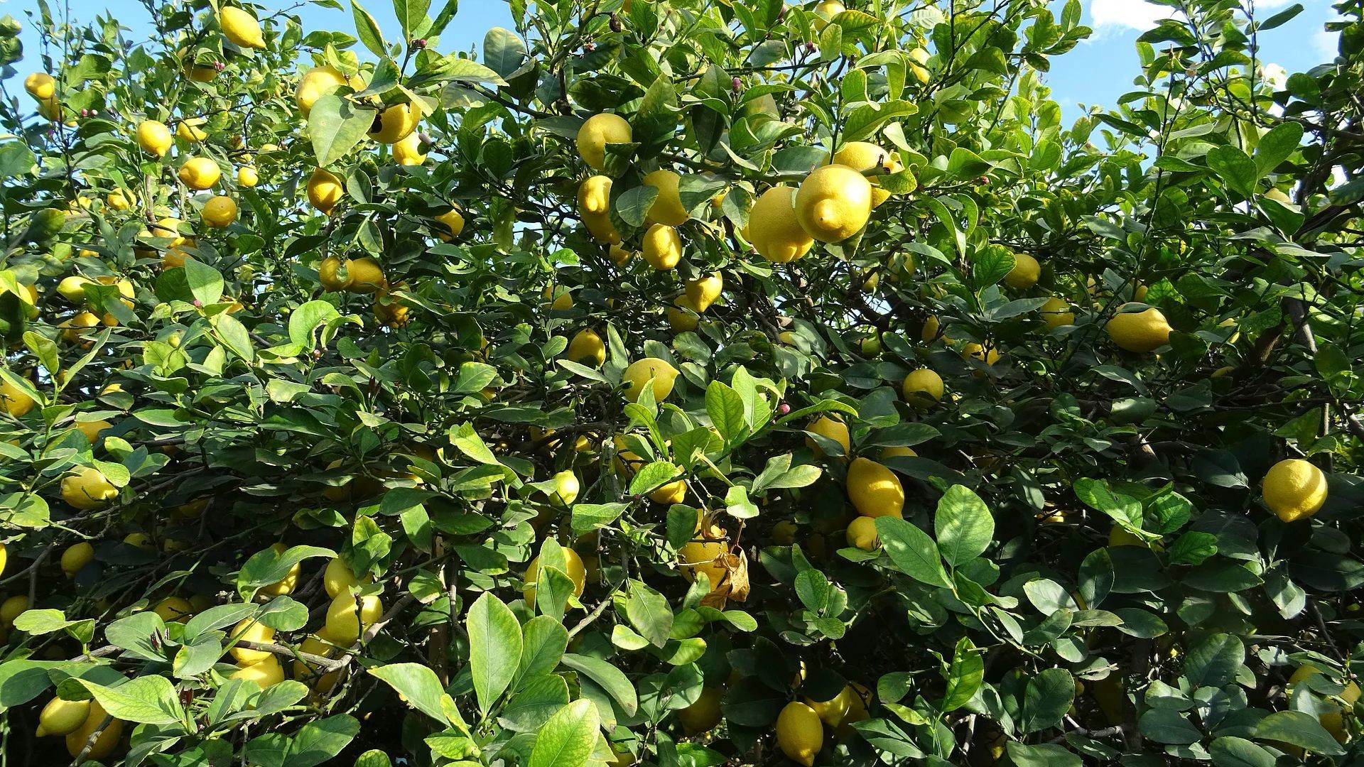 Producción y distribución de limones en Murcia Producción y distribución de limones en Murcia