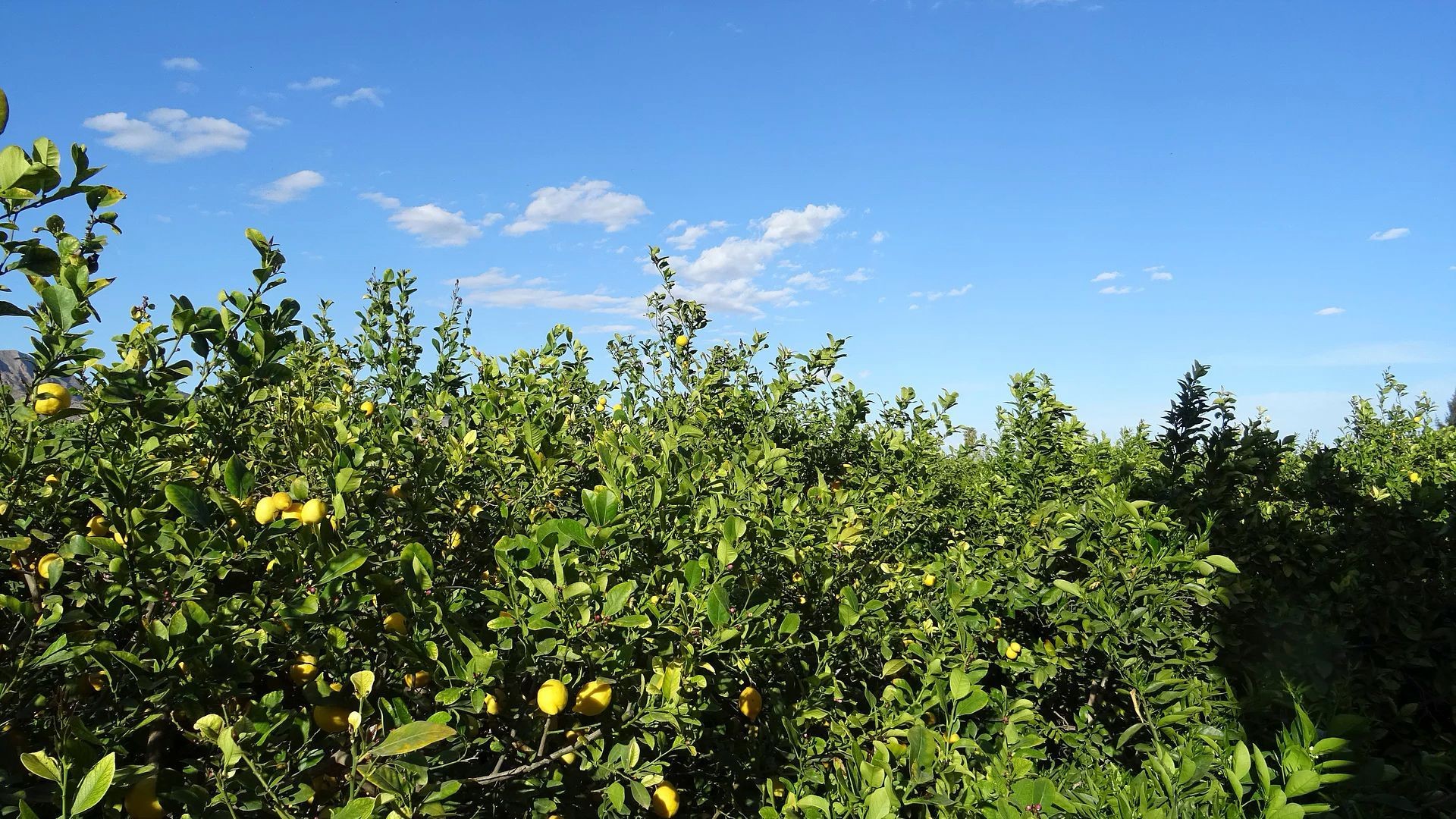 Producción de limones en Murcia Producción de limones en Murcia