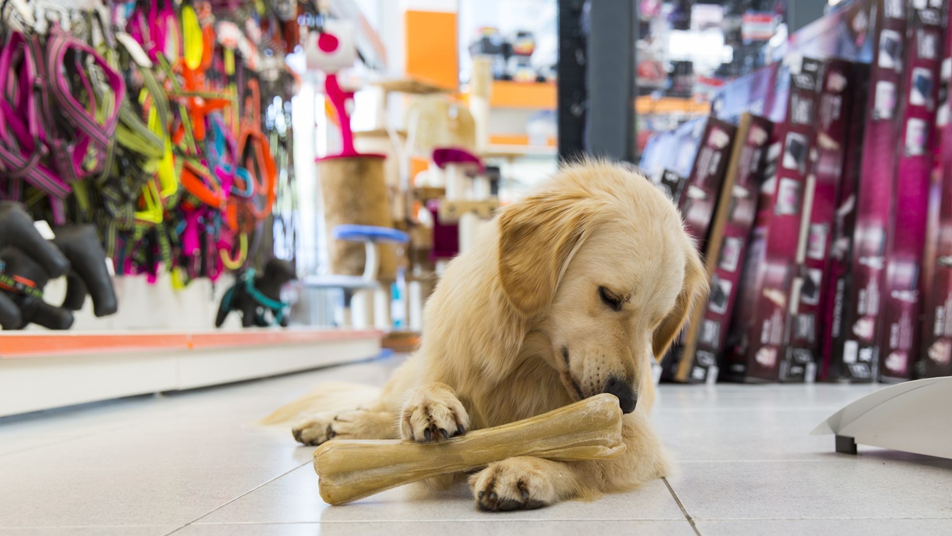 Artículos para animales en Cáceres Artículos para animales en Cáceres