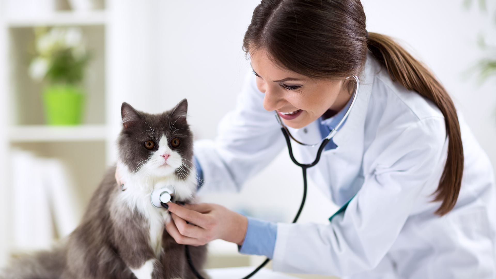 Análisis clínicos veterinarios Pineda de Mar Análisis clínicos veterinarios Pineda de Mar