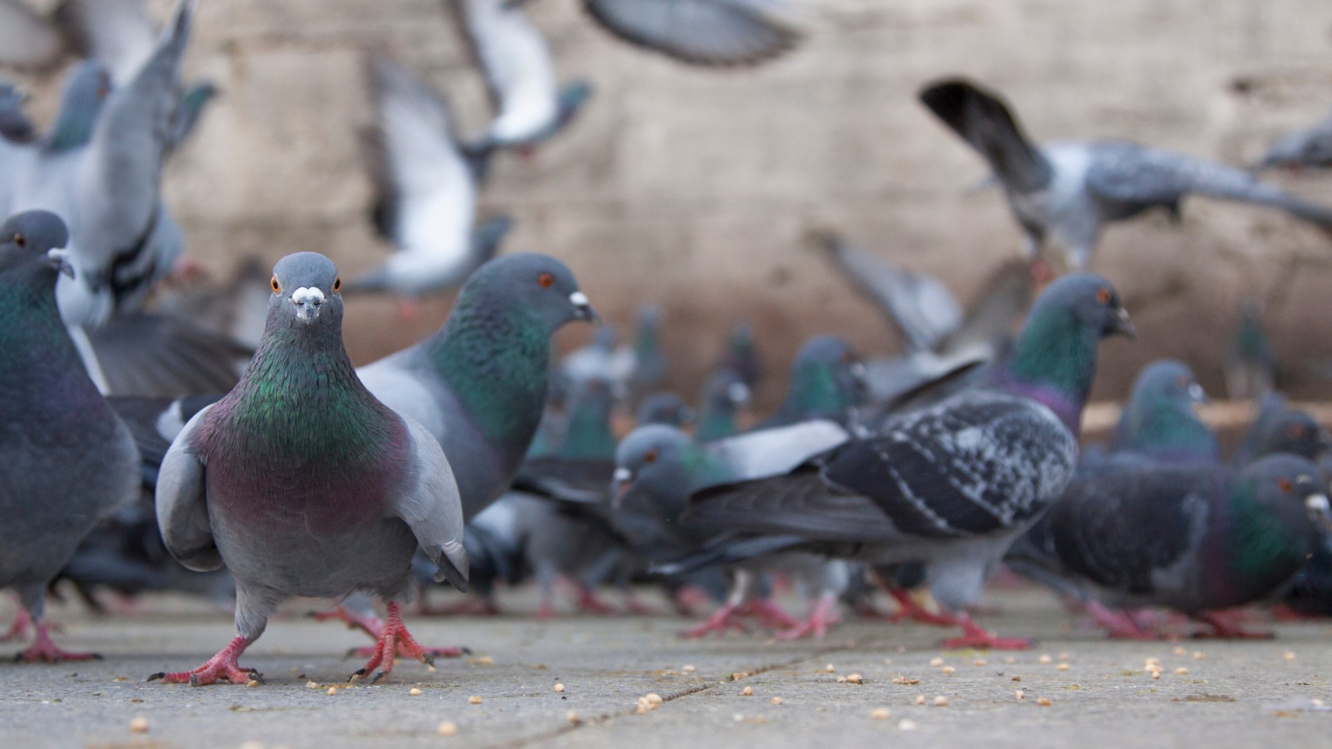 palomas2