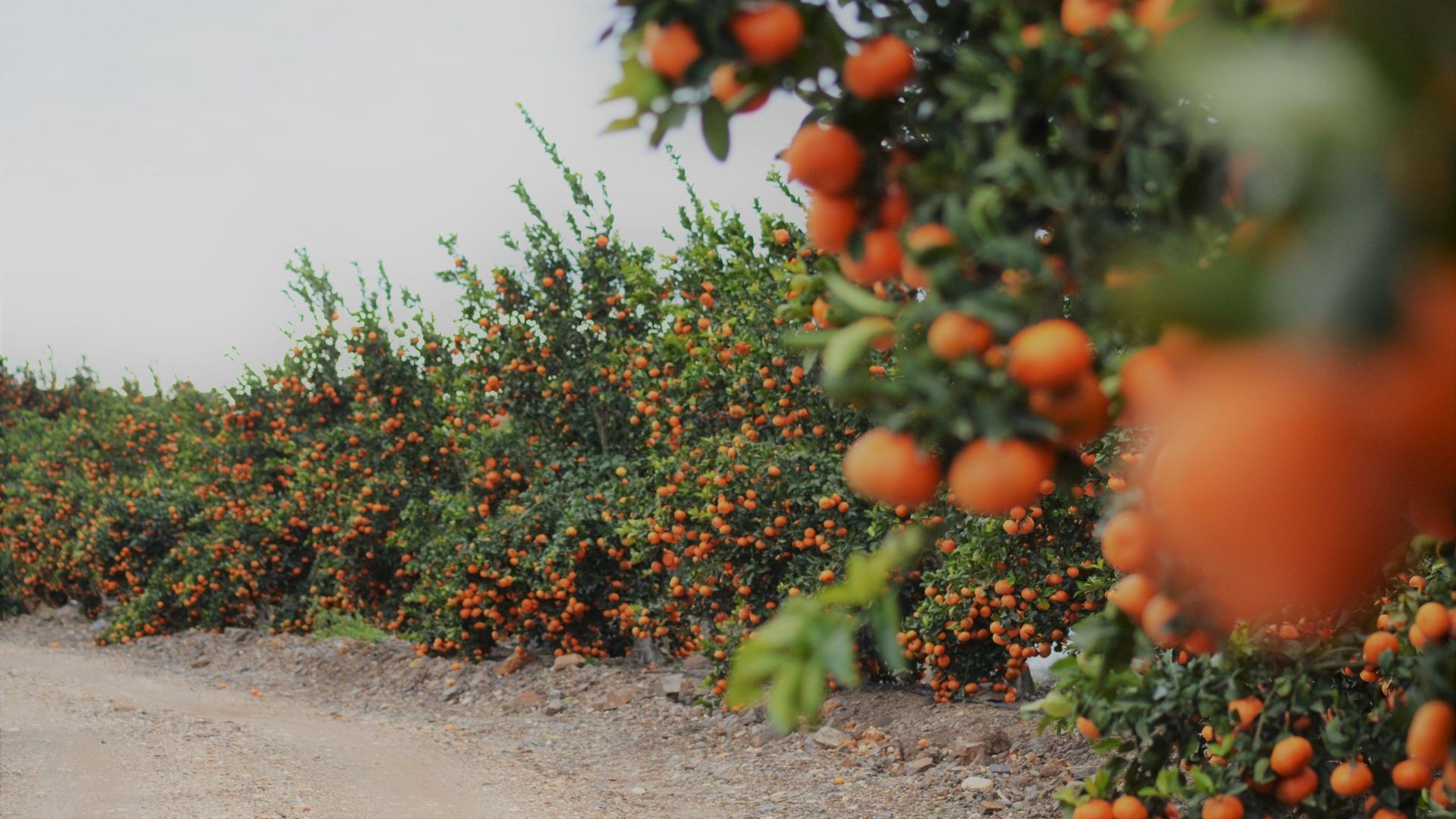 Nuestros campos Nuestros campos