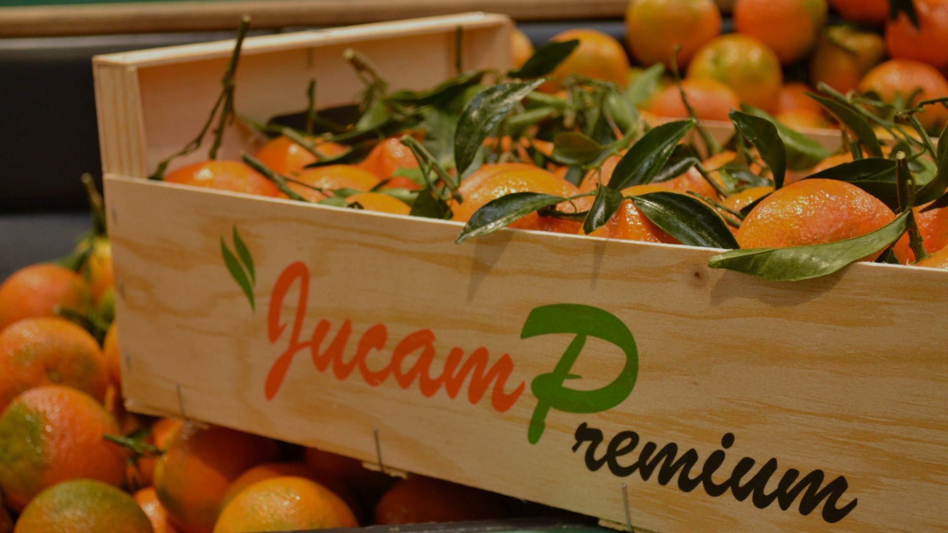 Jucamp Premium Jucamp Premium
