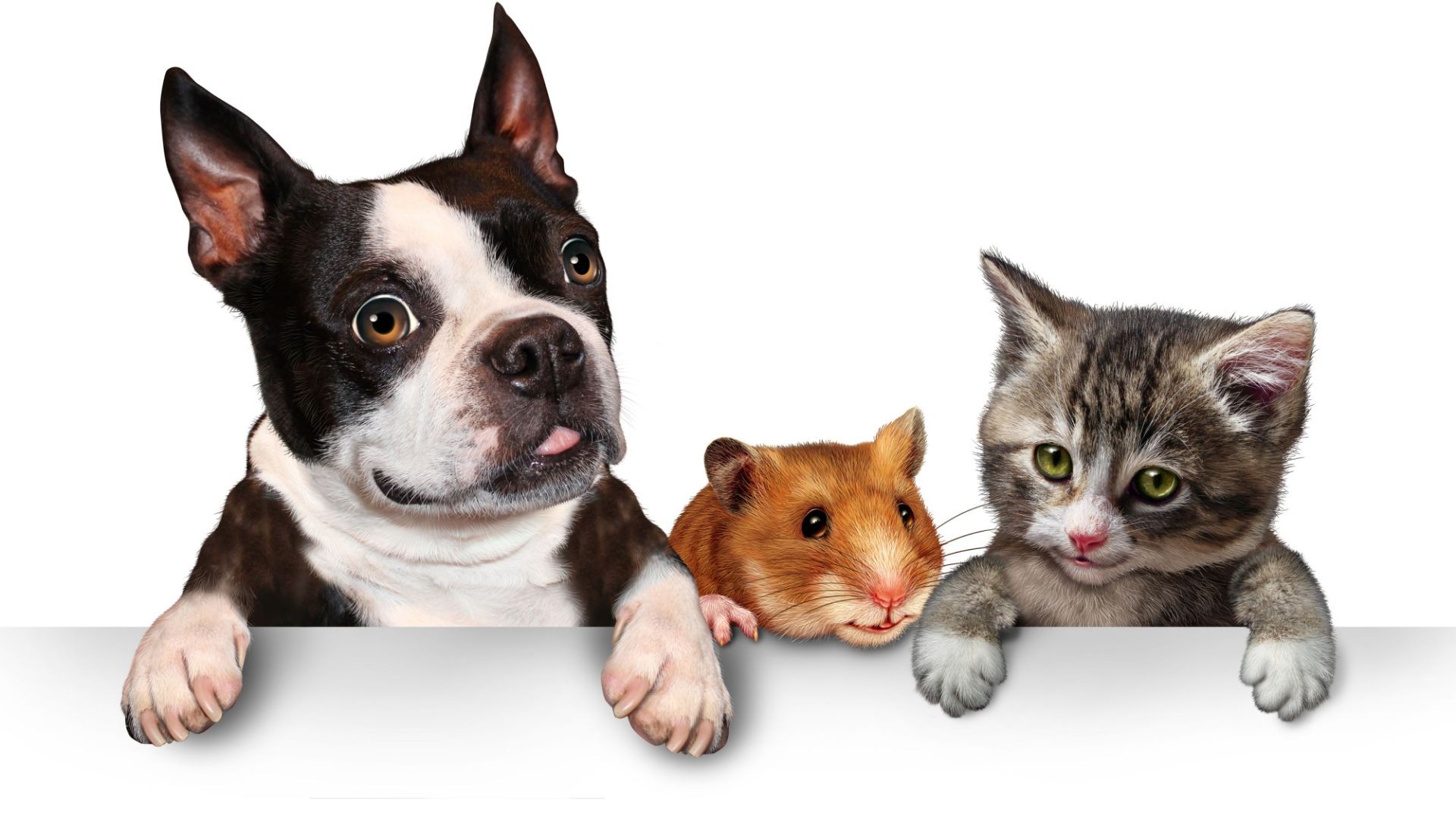 Laboratorio veterinario en Granada