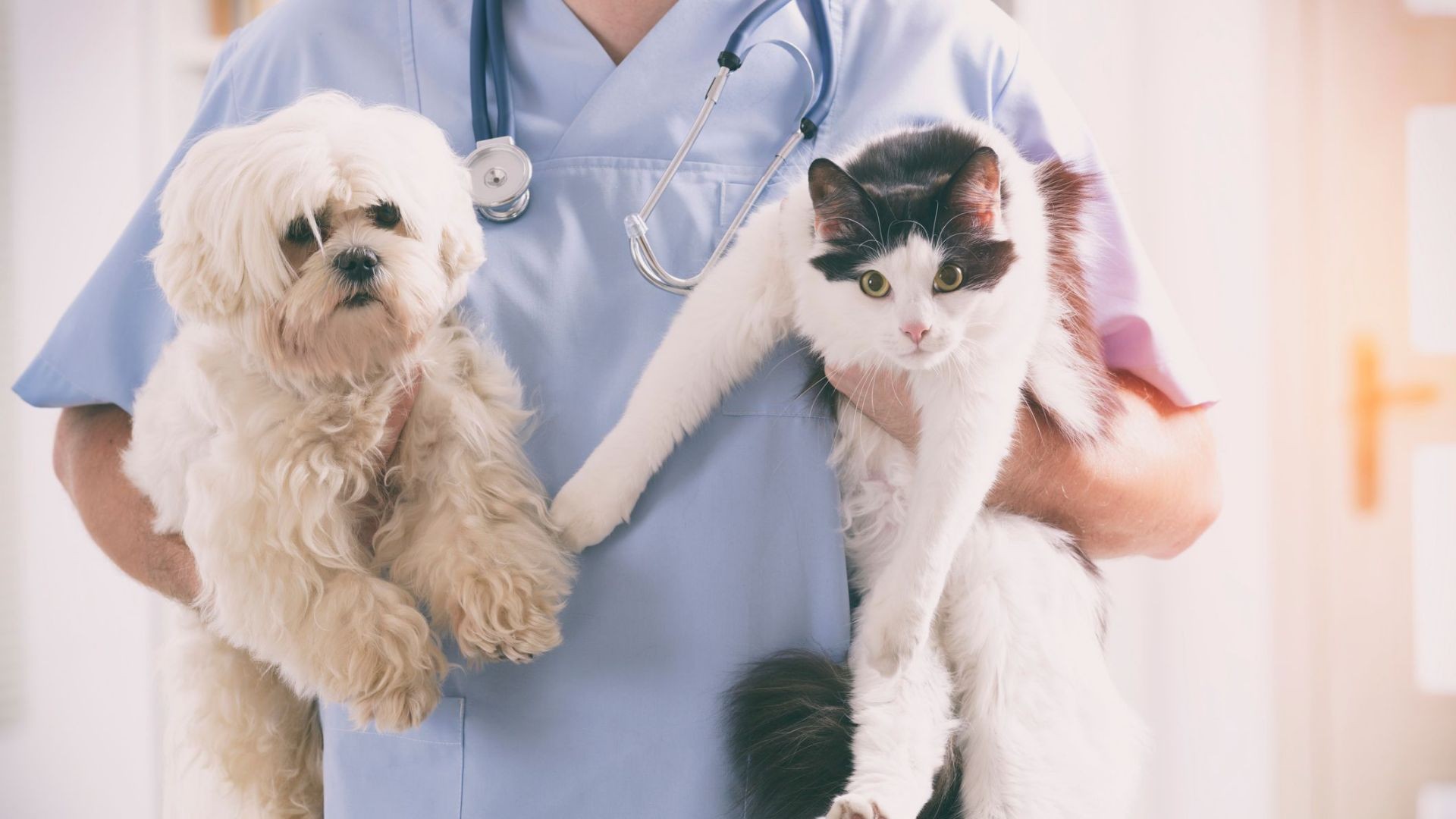 Laboratorios veterinarios en Málaga