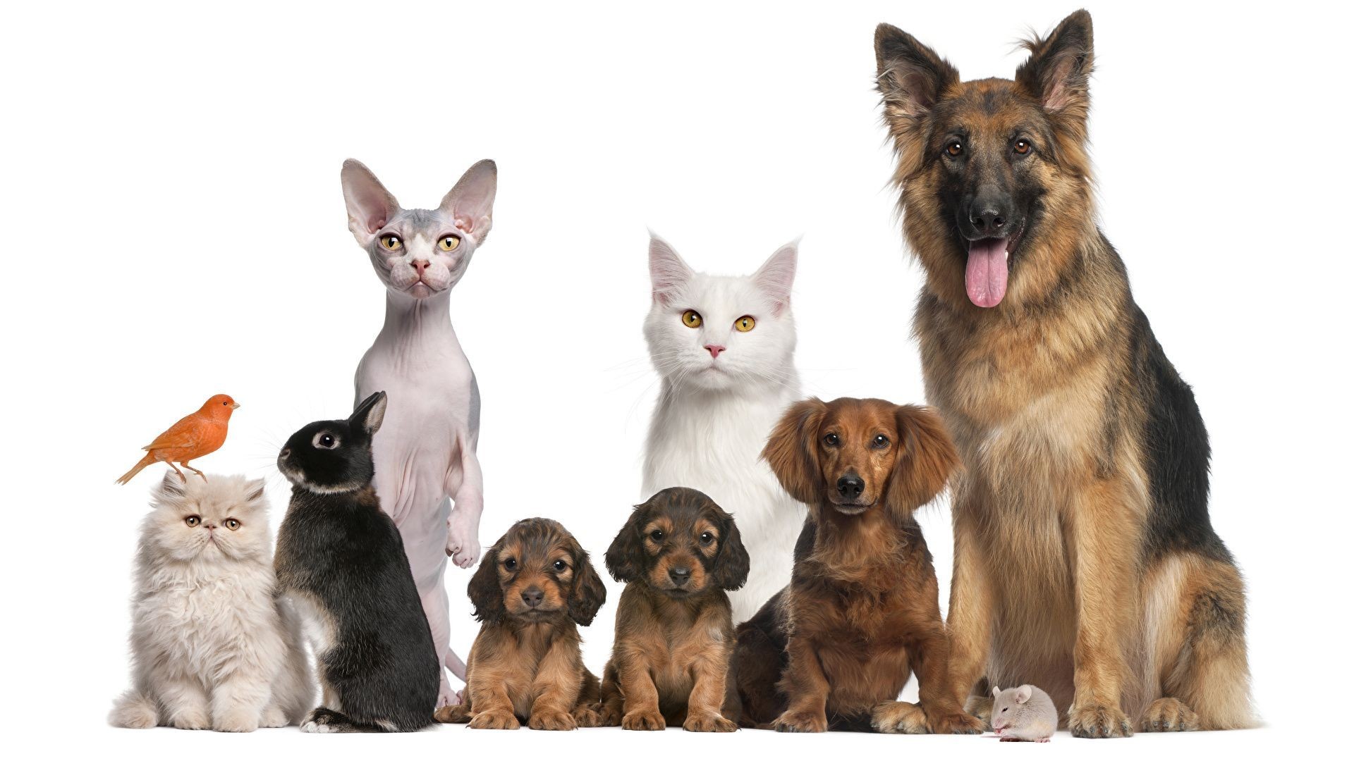 Dogs_Cats_Rabbits_White_background_Shepherd_Puppy_526372_1920x1080