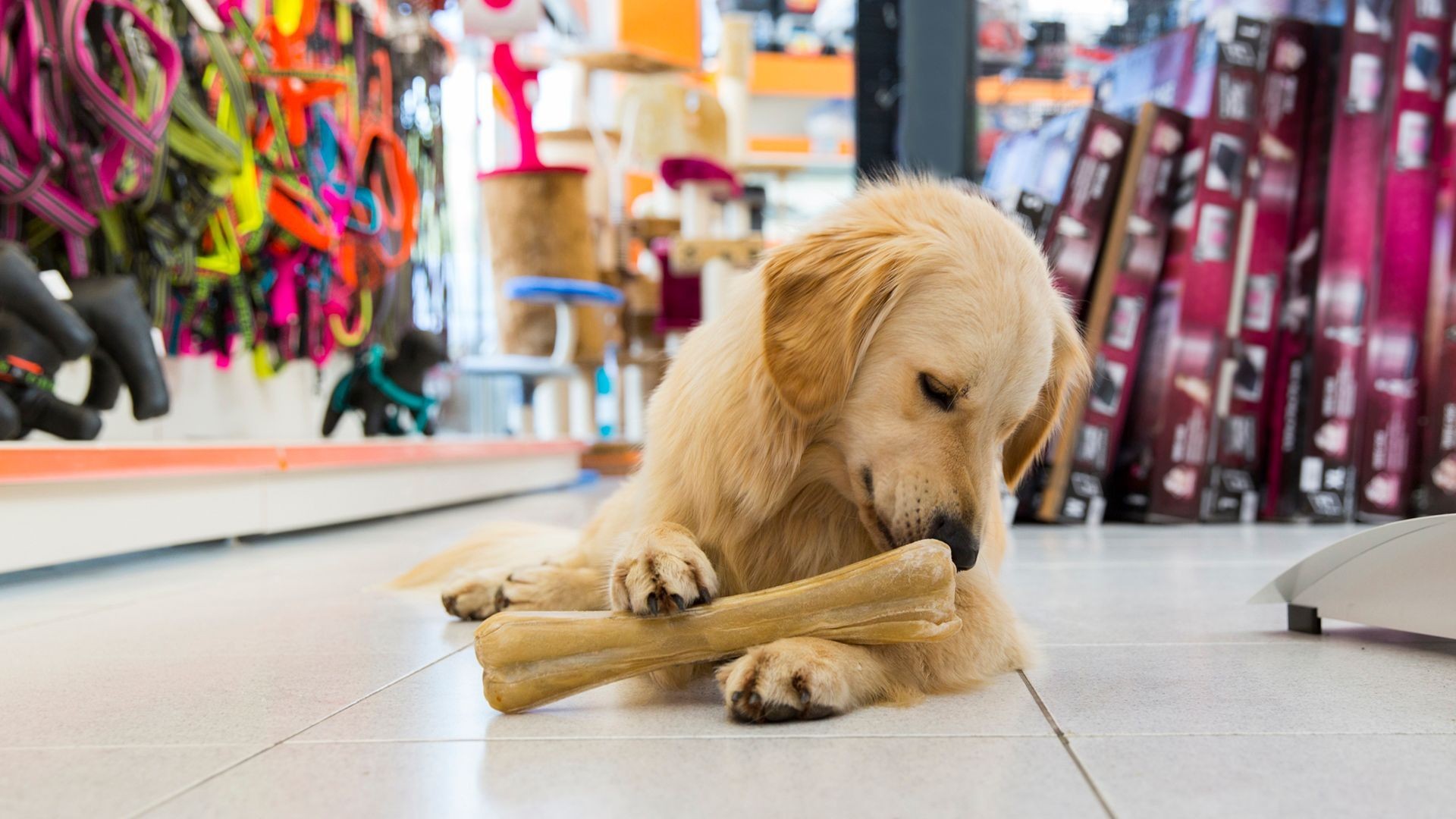 Tienda de productos para mascotas en Latina Tienda de productos para mascotas en Latina