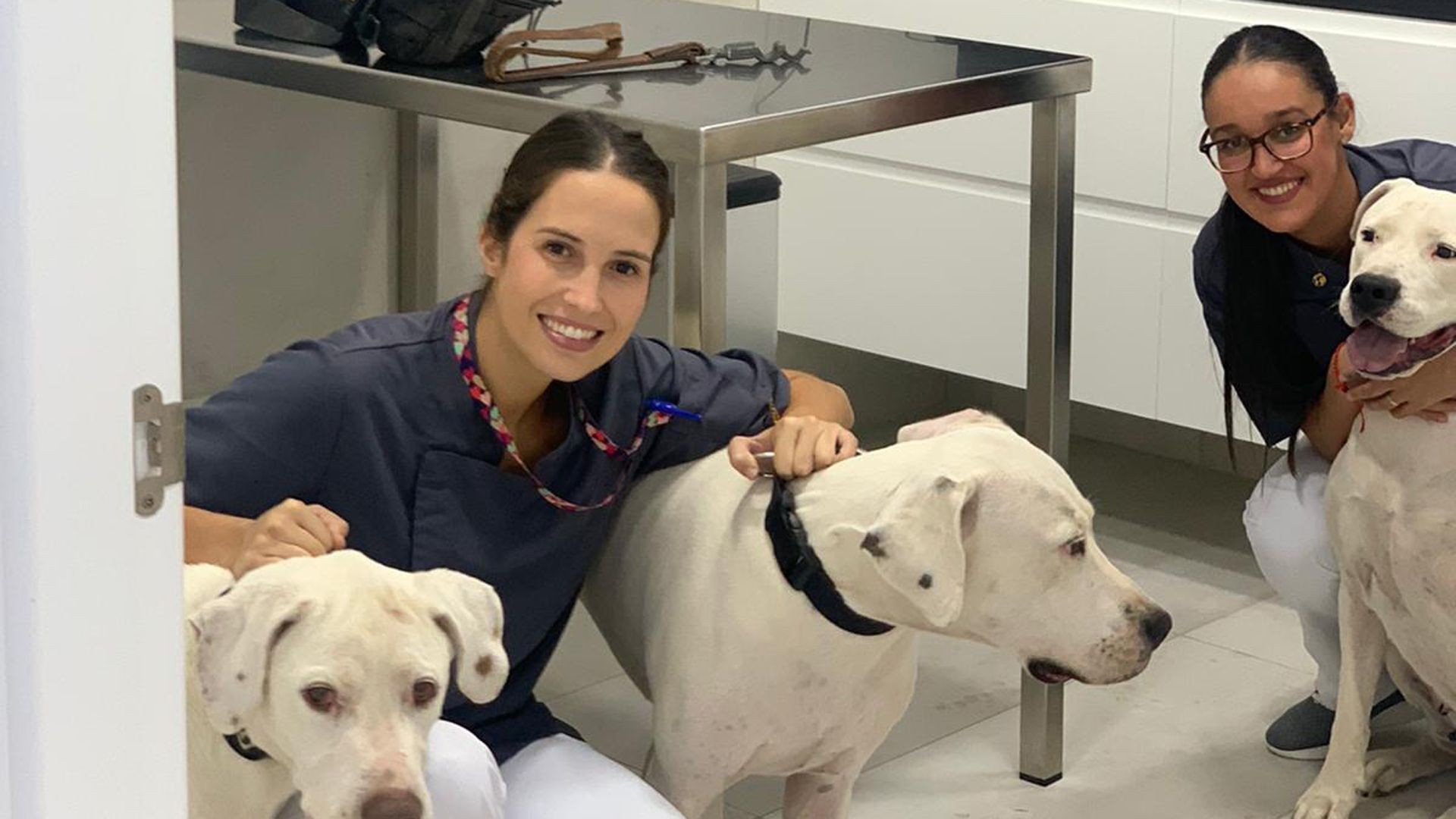 Veterinarios en Tenerife Veterinarios en Tenerife