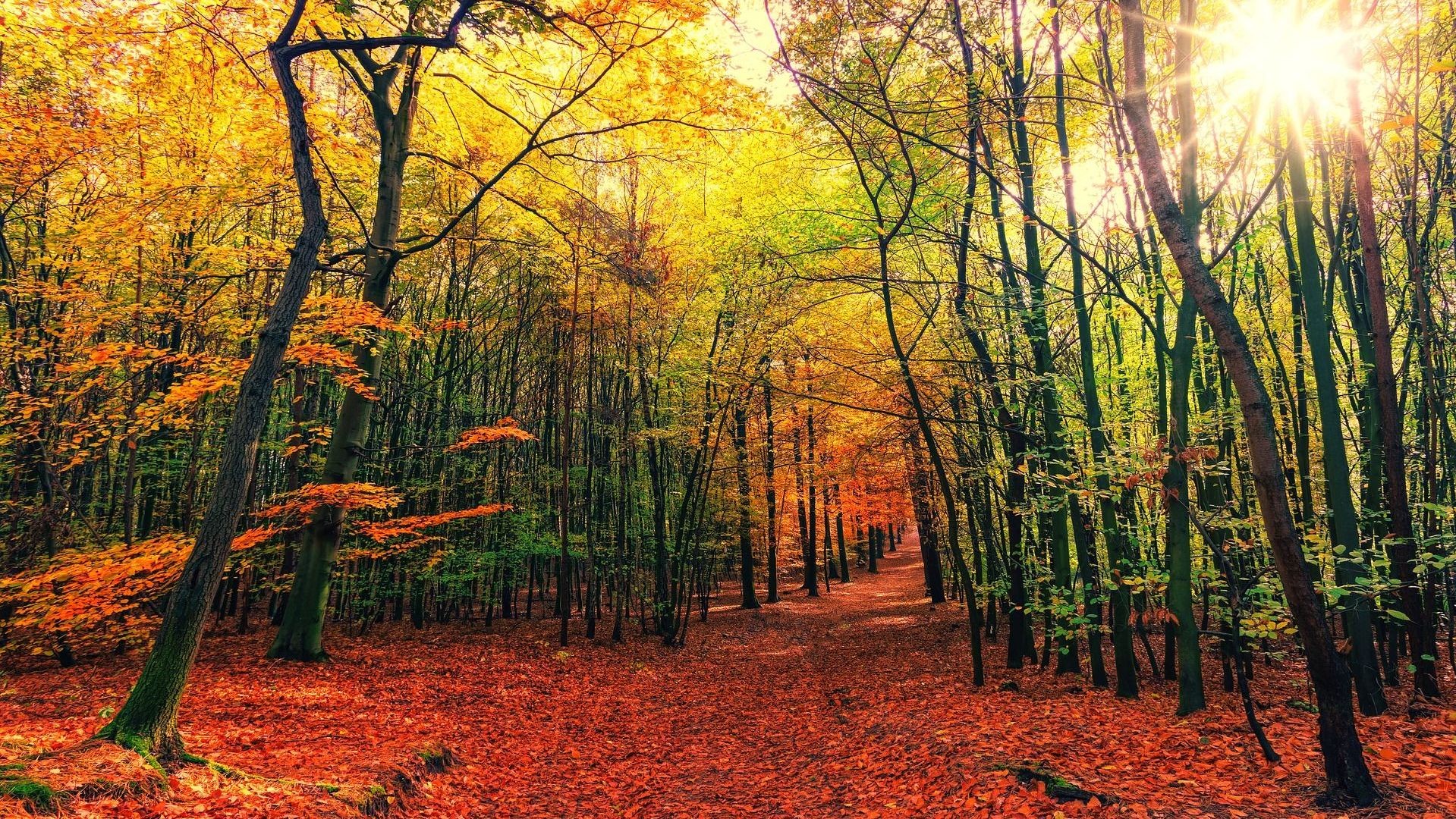 autumn-3804001_1920 autumn-3804001_1920