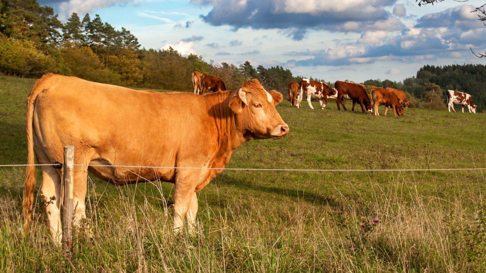Carne ecológica en Tarragona Carne ecológica en Tarragona