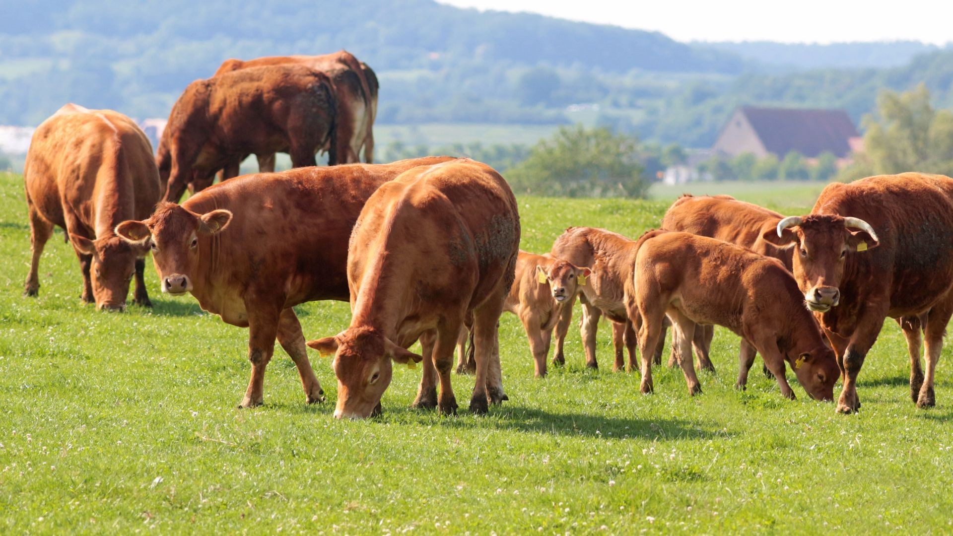 Venta de carne ecológica online en Tarragona Venta de carne ecológica online en Tarragona