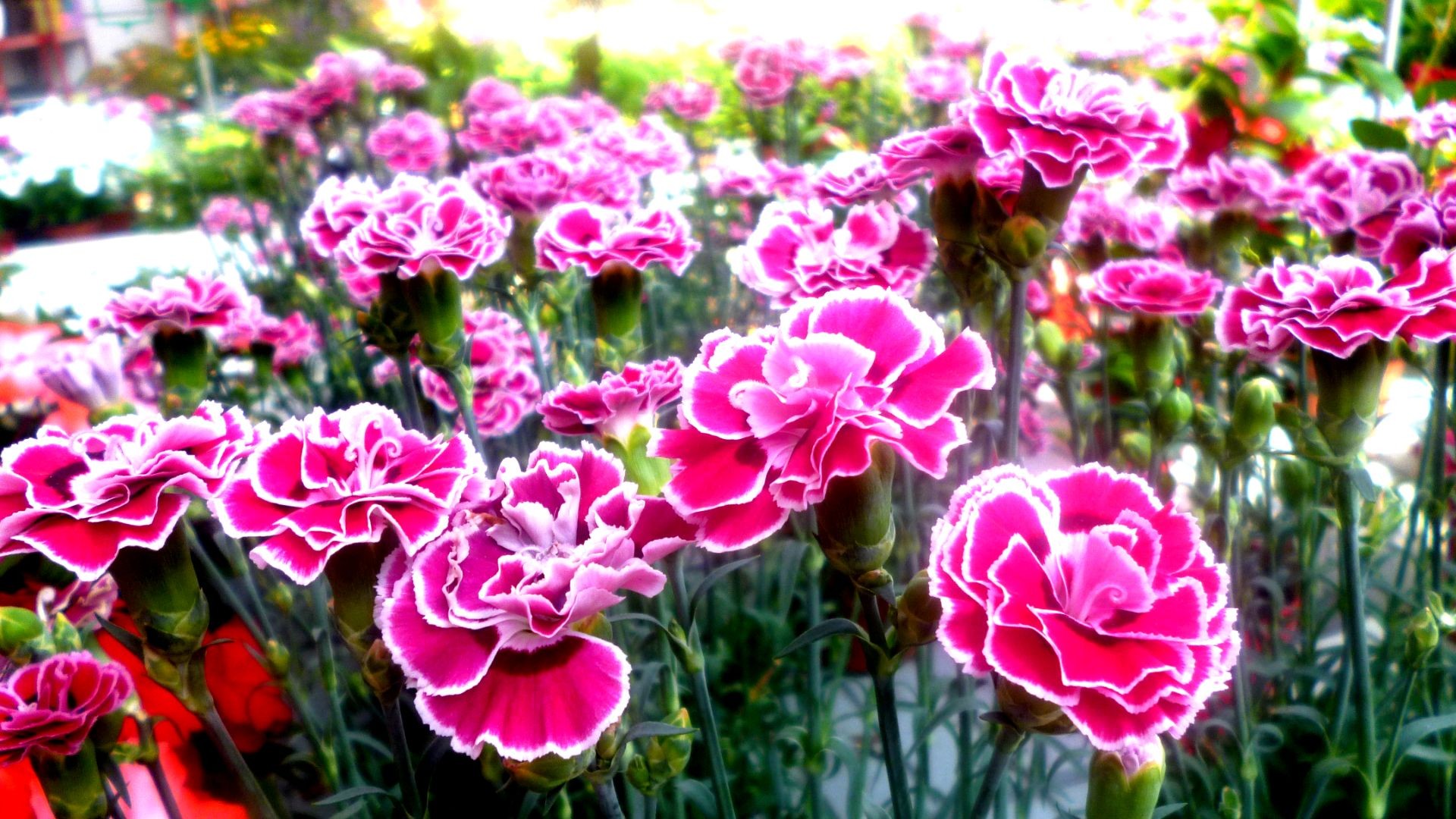 Trébol garden Trébol garden