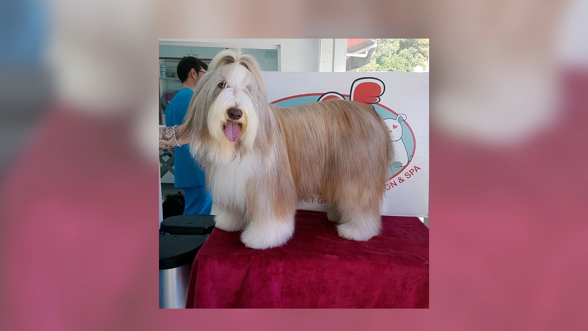 Peluquería canina en Marbella