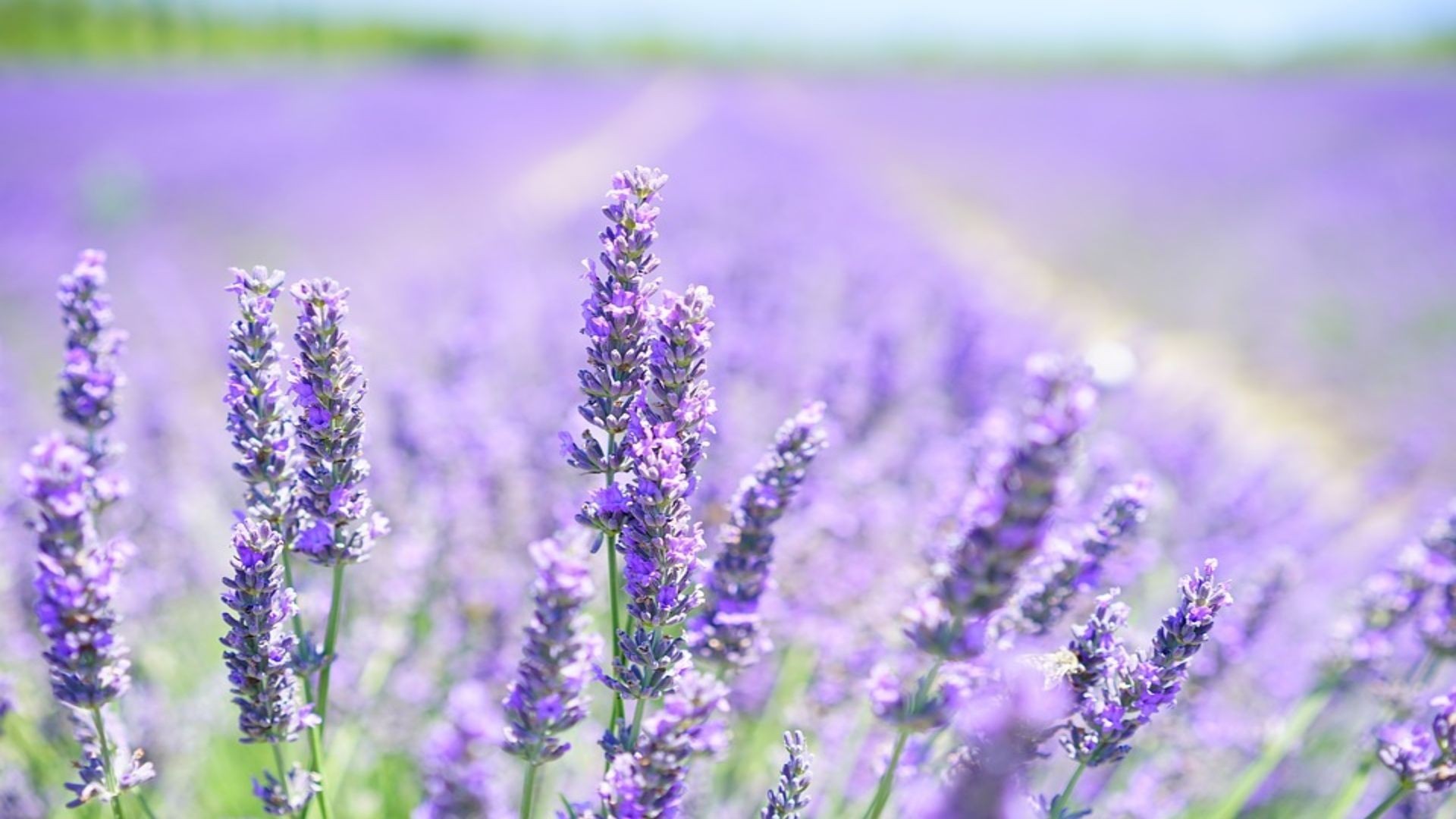 lavender-blossom-1595581_960_720 (1) (1) lavender-blossom-1595581_960_720 (1) (1)