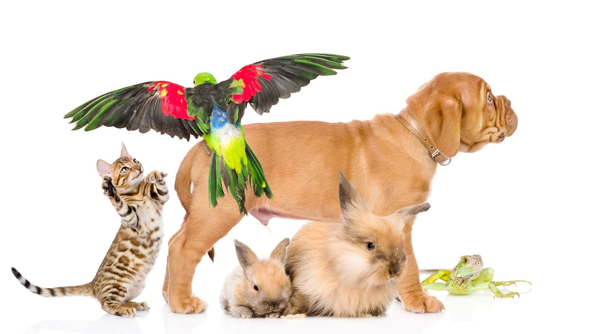 Dogs_Cats_Rabbits_Parrots_Frogs_White_background_549733_1920x1080 Dogs_Cats_Rabbits_Parrots_Frogs_White_background_549733_1920x1080