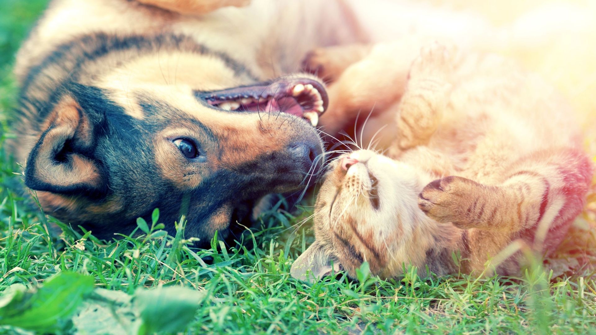 Venta de alimentos y accesorios para mascotas León Venta de alimentos y accesorios para mascotas León