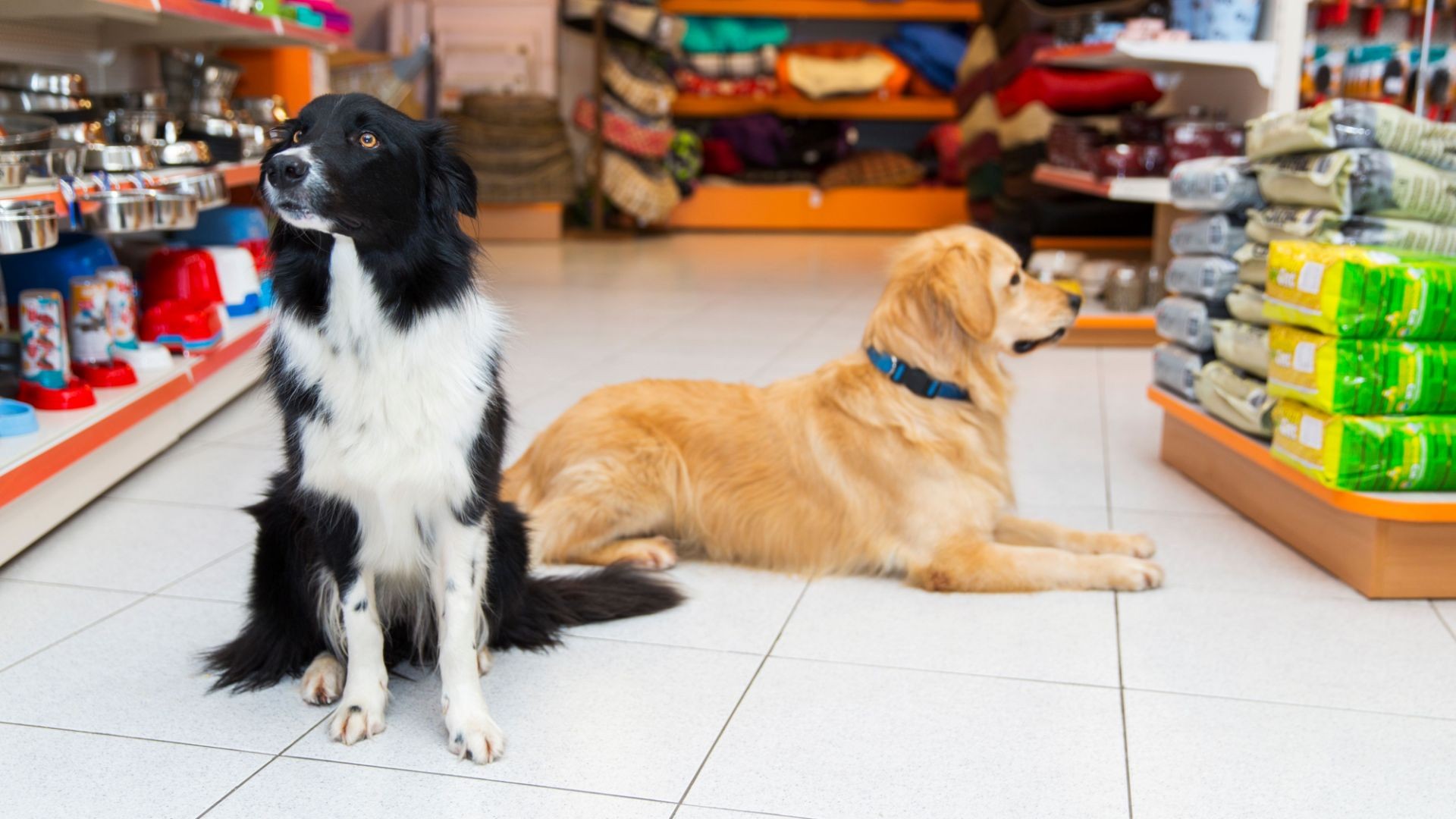 Tu tienda para mascotas en León Tu tienda para mascotas en León