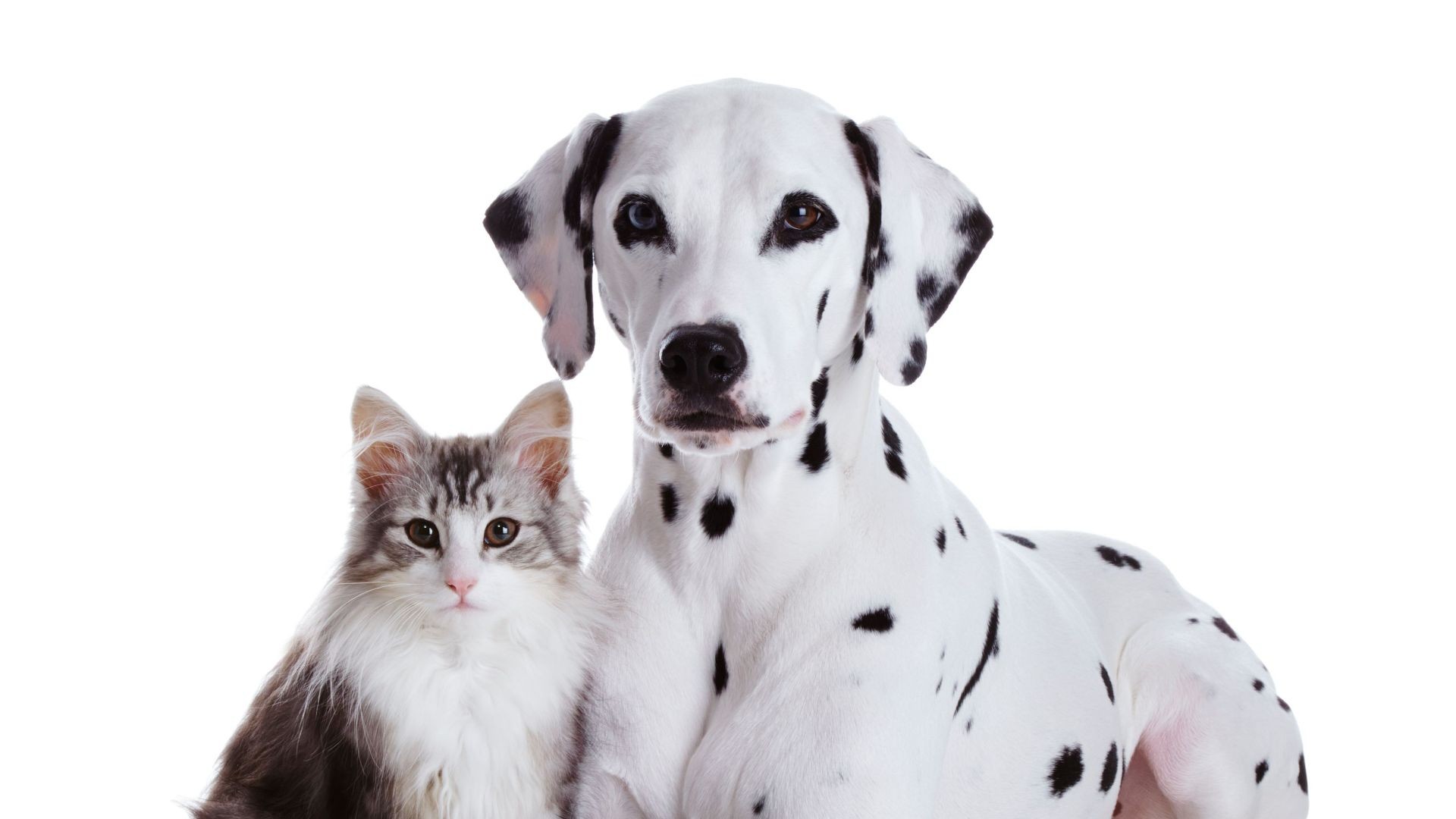 Guardería para perros y gatos en León Guardería para perros y gatos en León