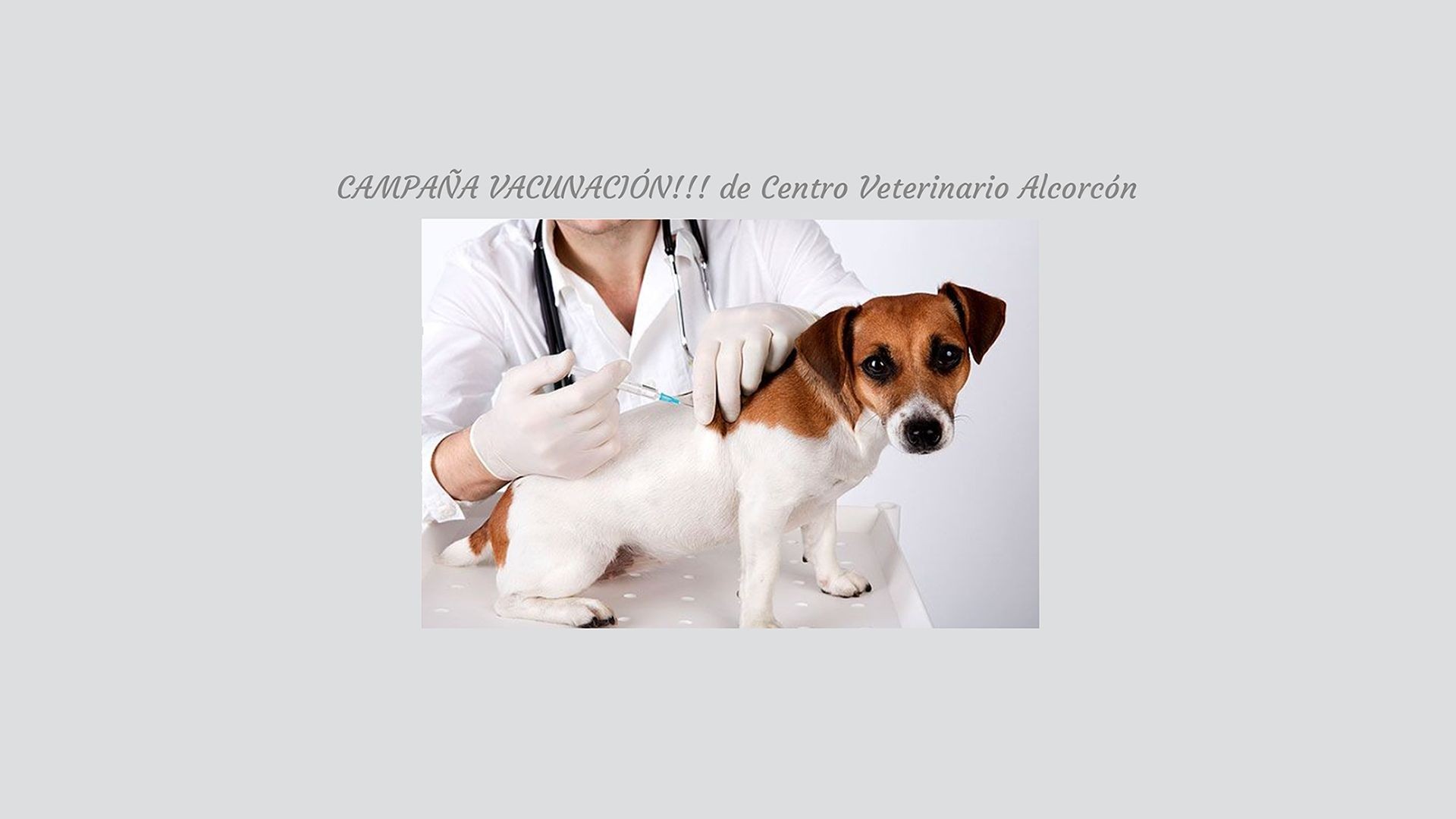 Vacunas animales Alcorcón Vacunas animales Alcorcón