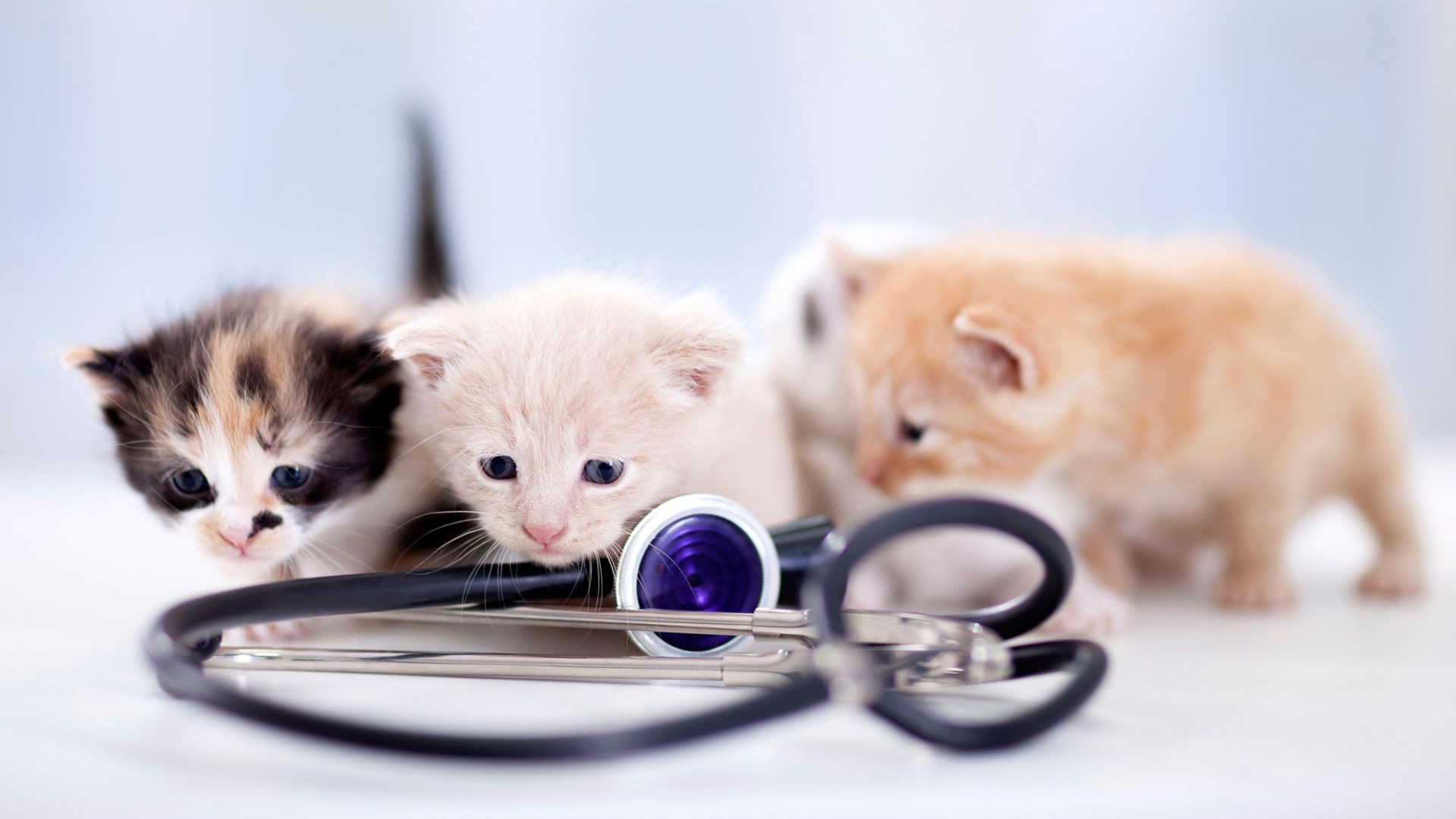 Centro Veterinario Alcorcón Centro Veterinario Alcorcón