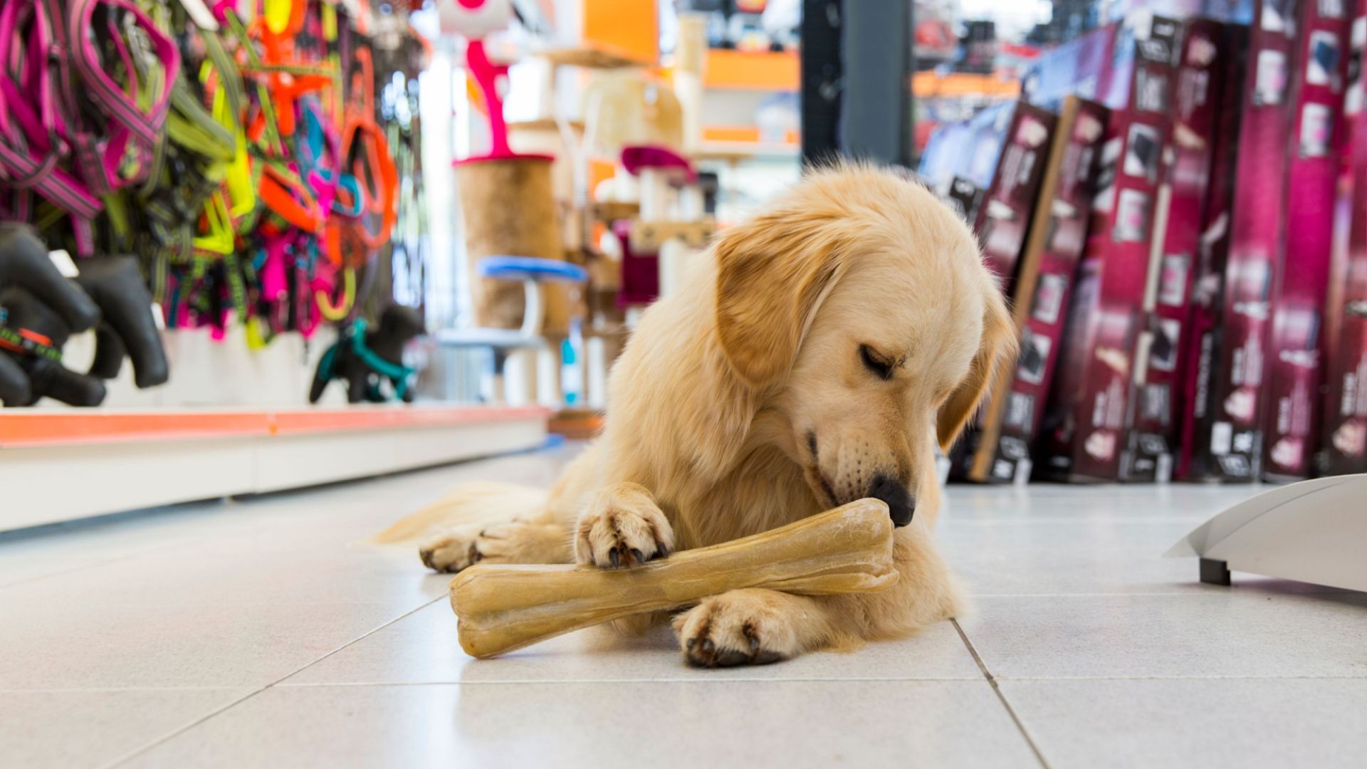 Tienda con productos para mascotas en Valladolid