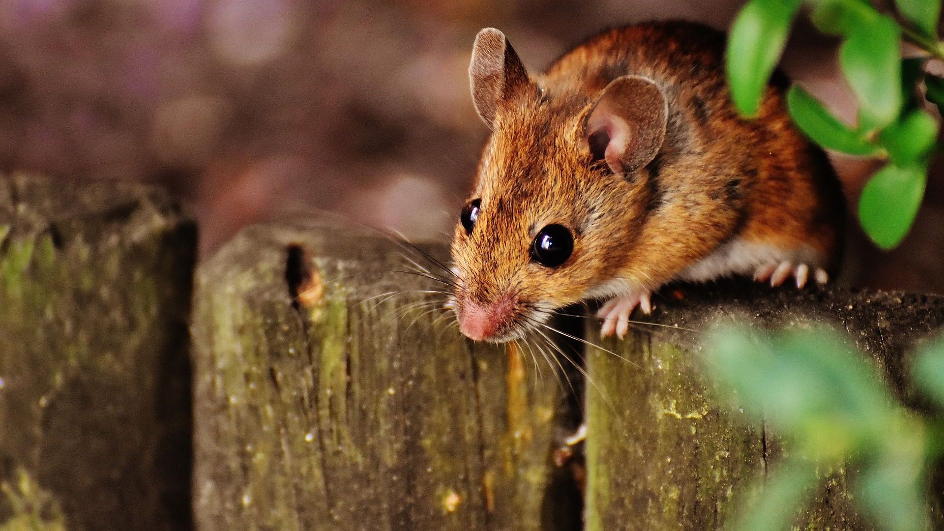plaga de ratas ciutat bella plaga de ratas ciutat bella