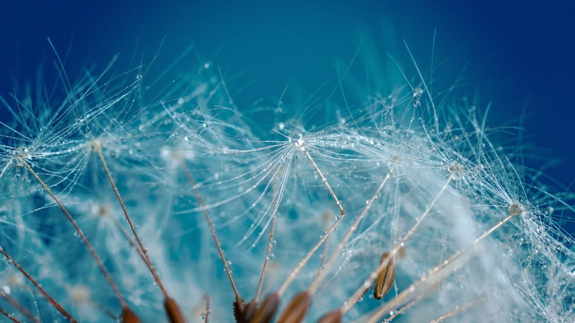 dandelion-4186029_960_720 (2) dandelion-4186029_960_720 (2)