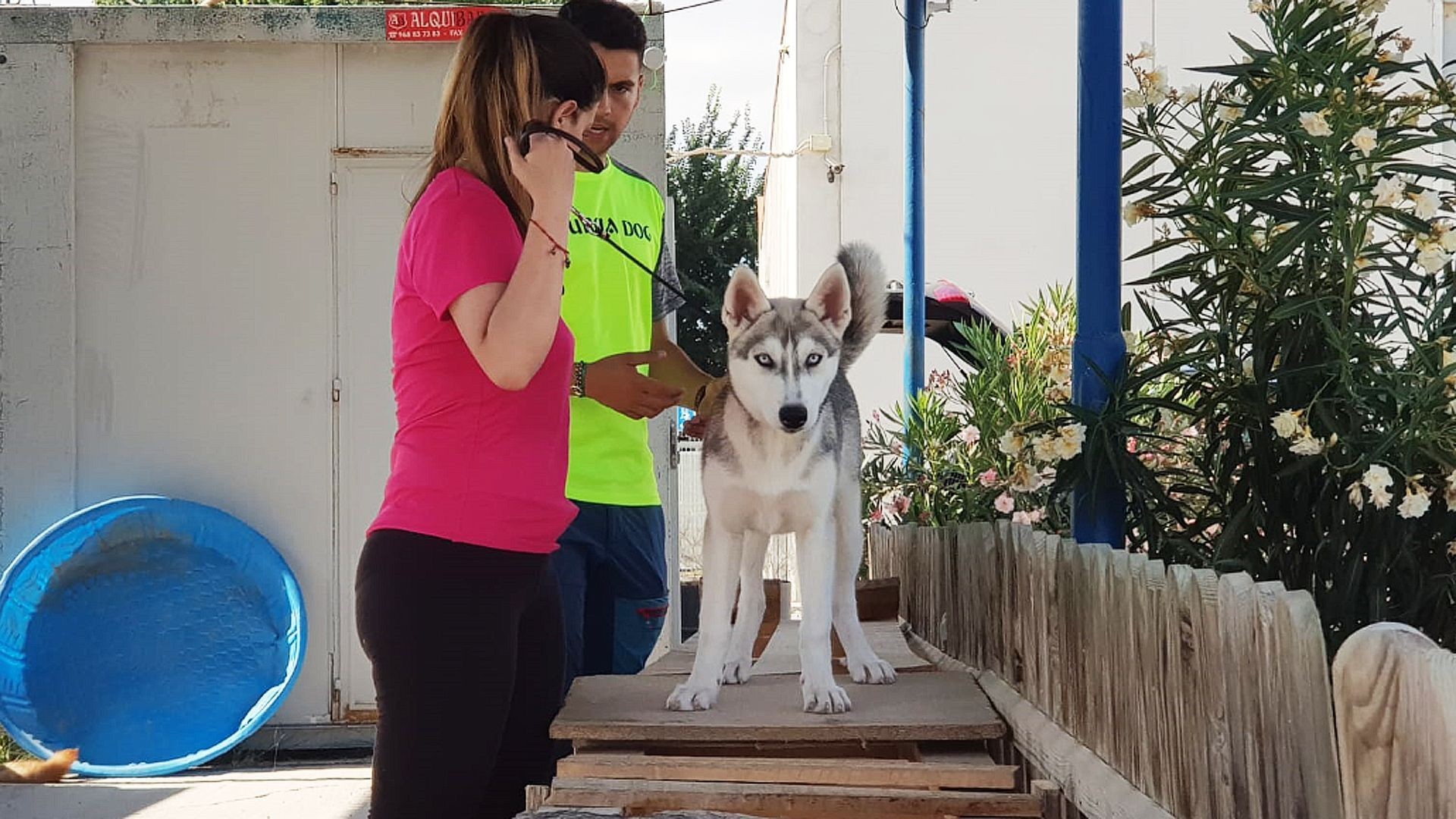 Adiestramiento de mascotas en Murcia