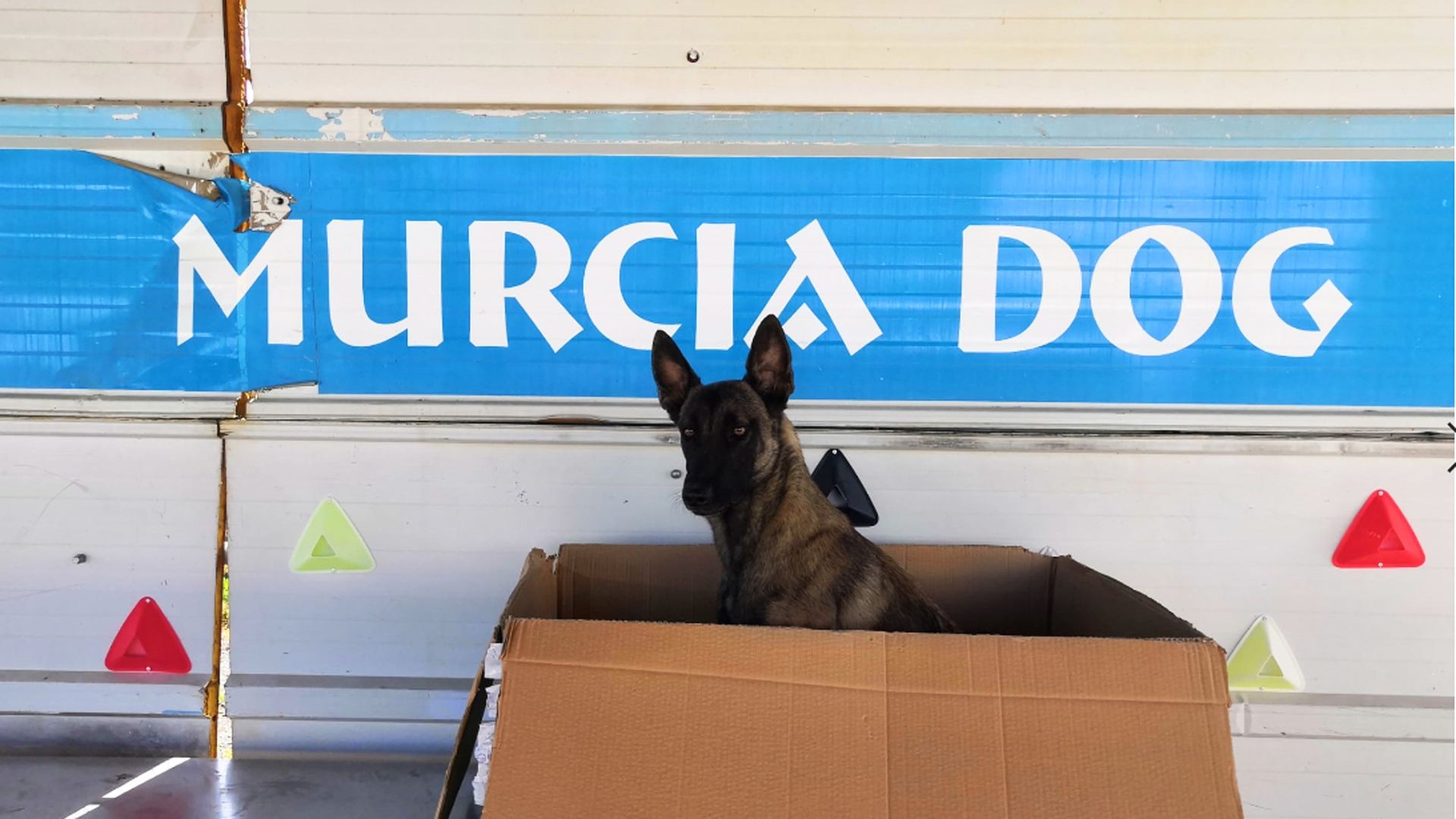Adestramiento de perros en Murcia
