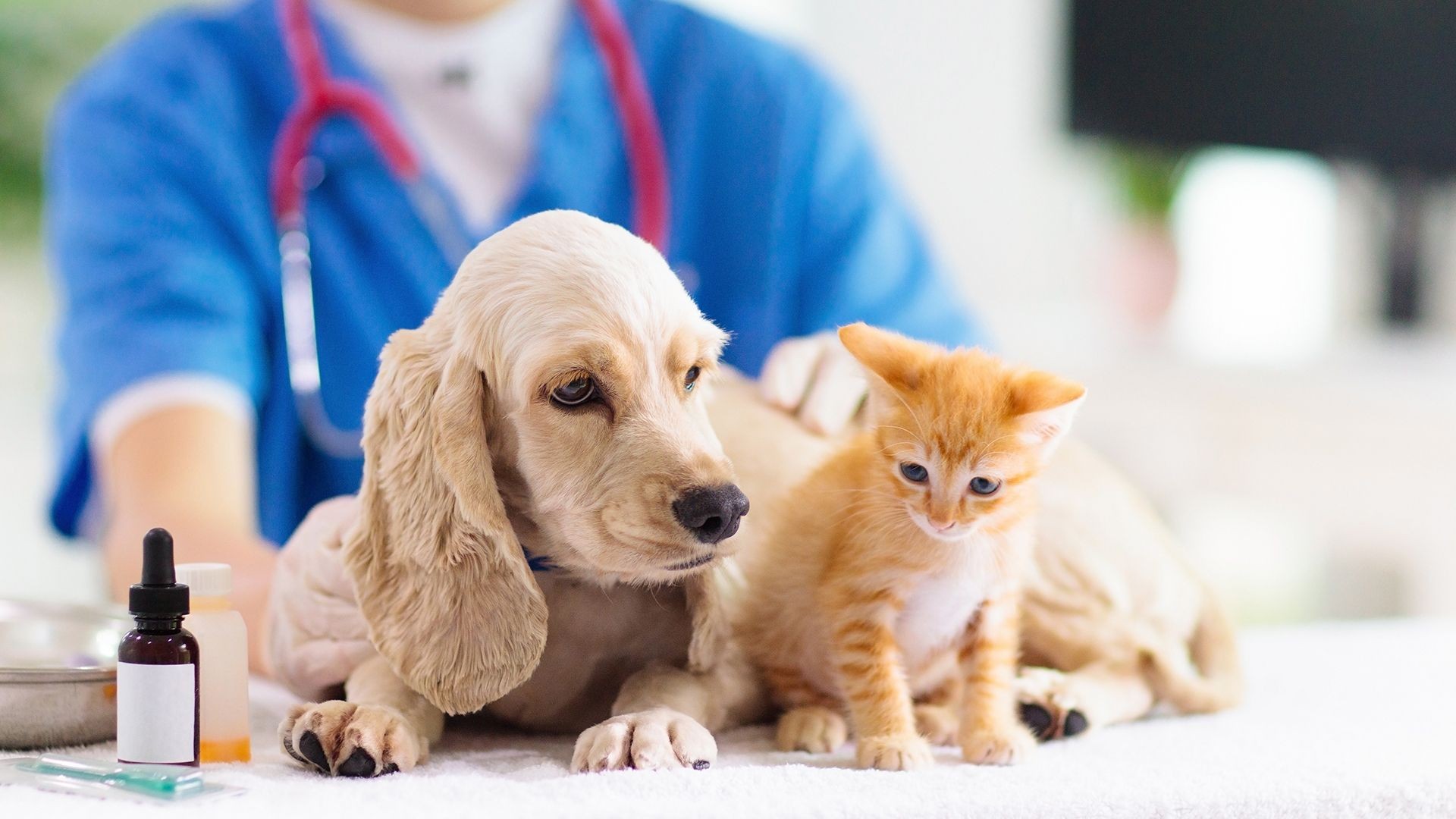 Veterinario 24h Alcobendas Veterinario 24h Alcobendas