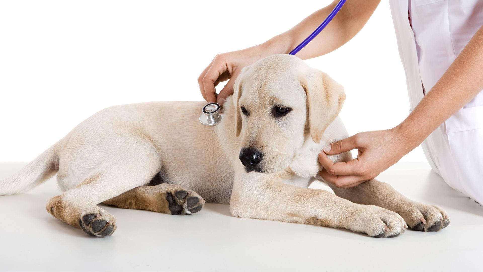 Peluquería canina y clínica veterinaria de urgencias en San Agustín del Guadalix Peluquería canina y clínica veterinaria de urgencias en San Agustín del Guadalix