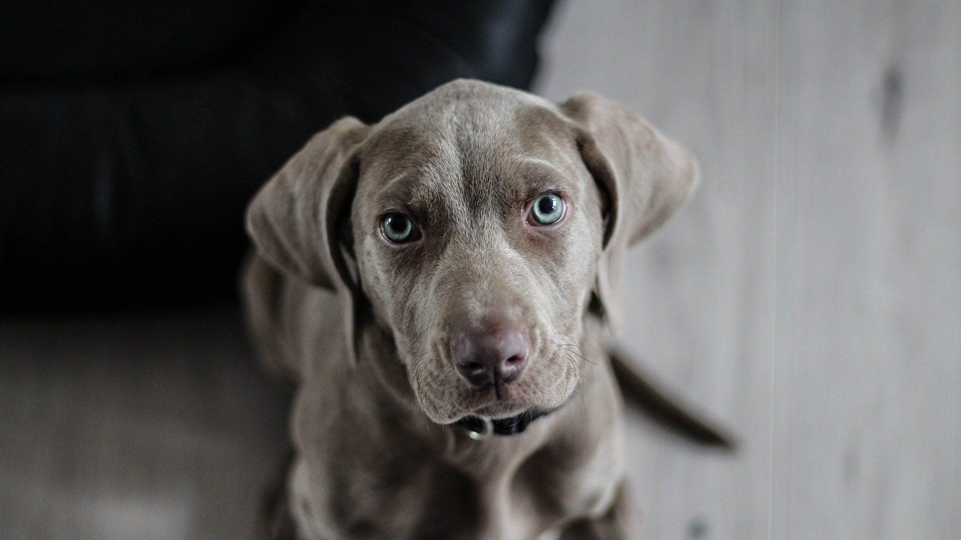 weimaraner-1381186_1920 weimaraner-1381186_1920