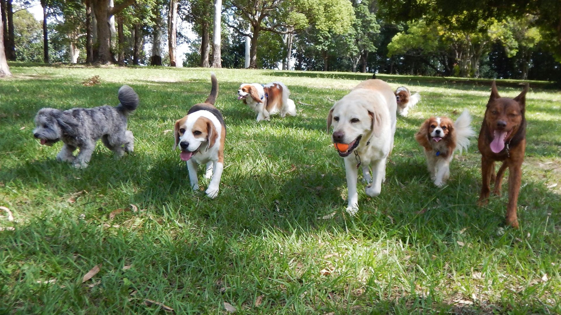 Centro de ocio canino en Valencia Centro de ocio canino en Valencia