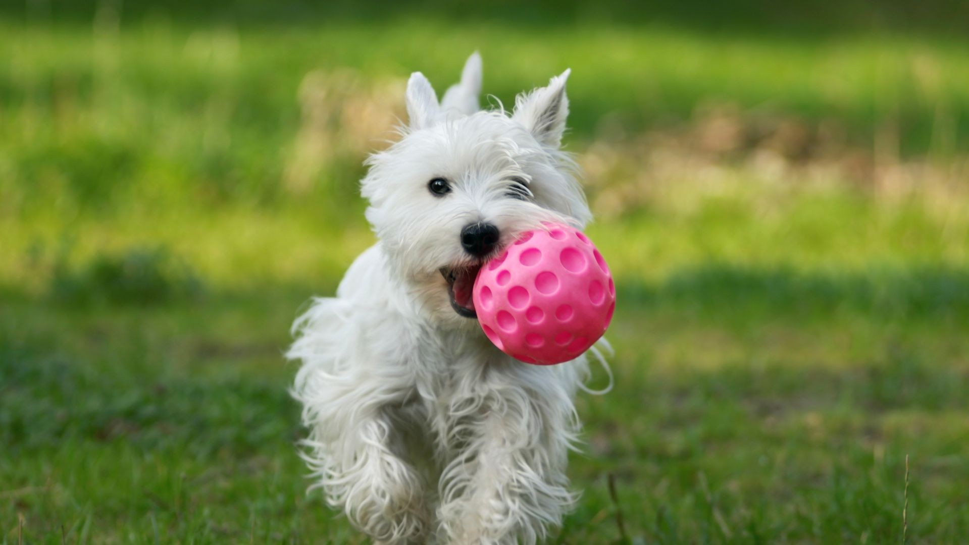 Guardería canina en Valencia Guardería canina en Valencia