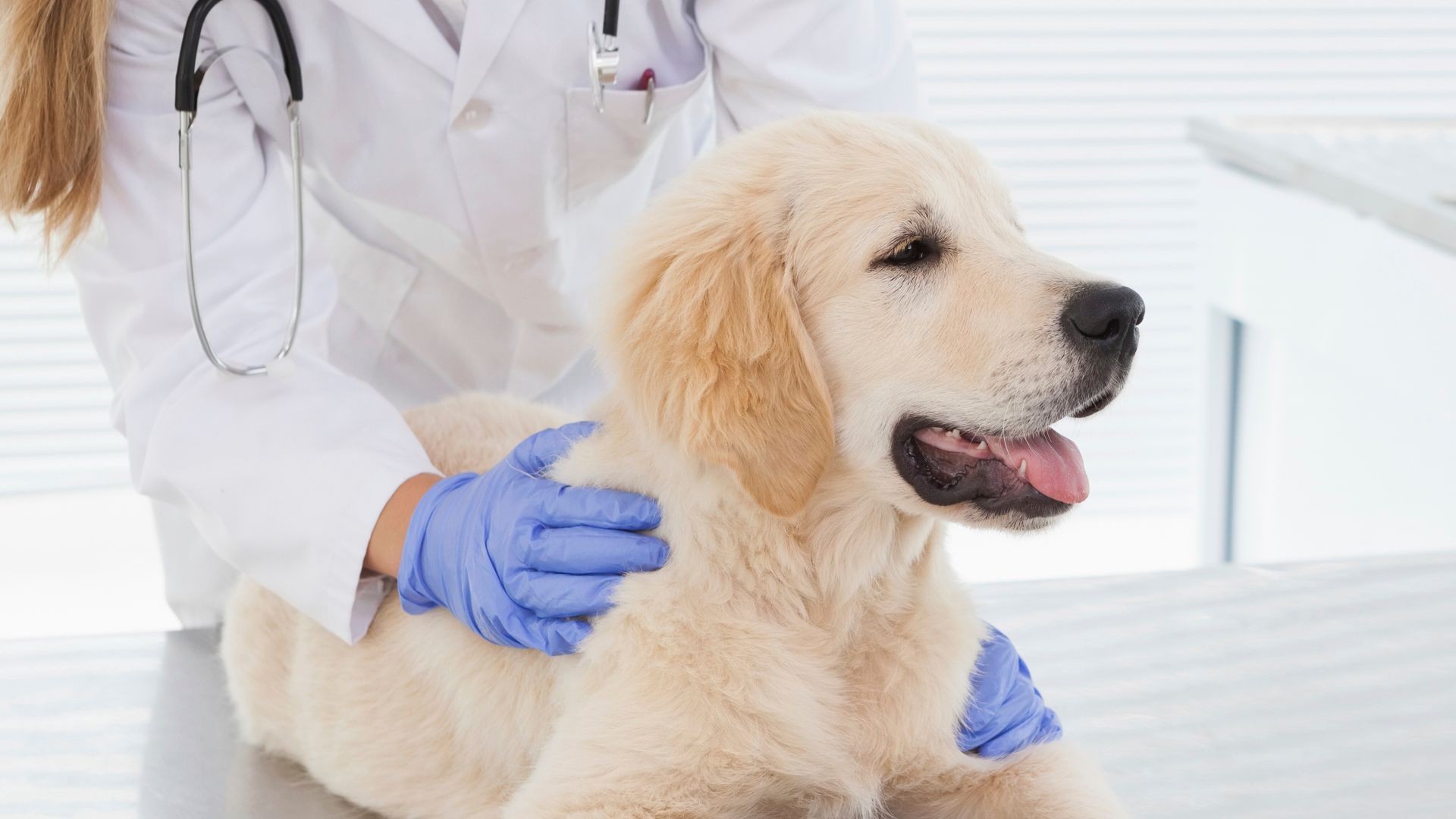Clínica veterinaria en Tenerife sur