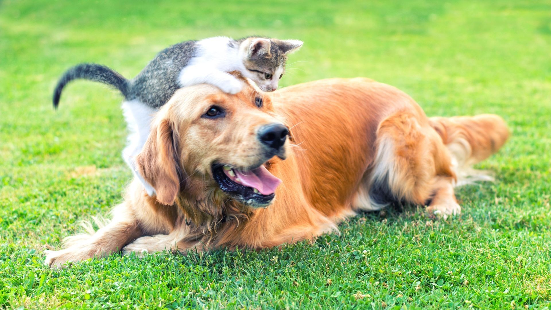 Especialistas veterinarios en Tenerife sur Especialistas veterinarios en Tenerife sur