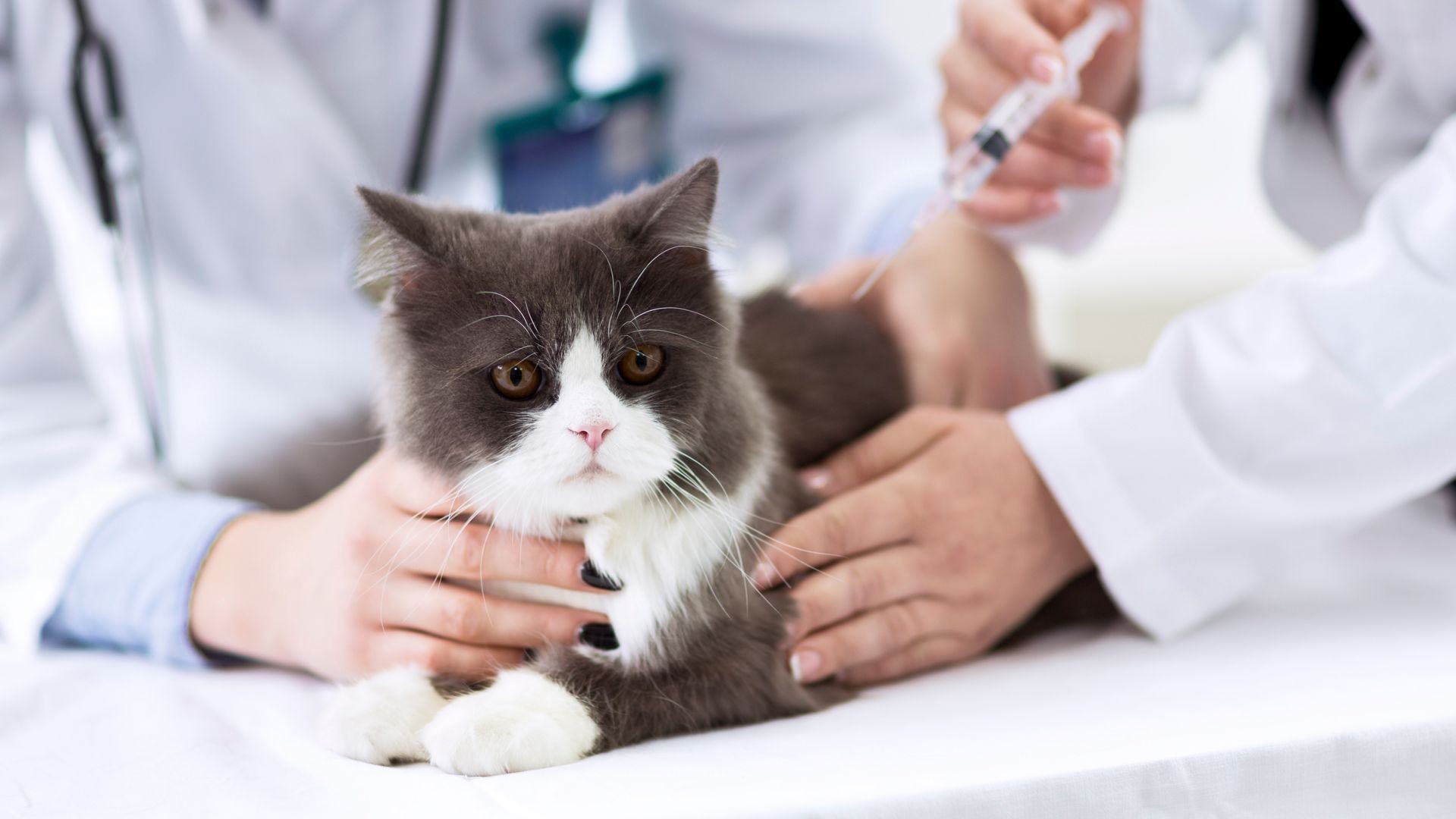 Esterilización de gatos en Tenerife sur