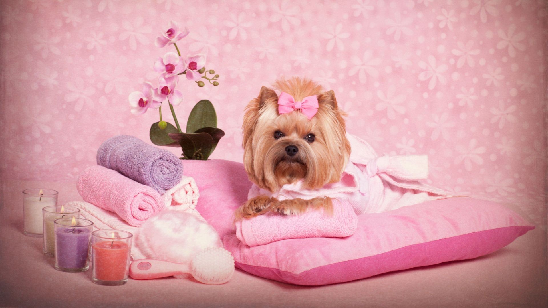 Peluquería canina Peluquería canina